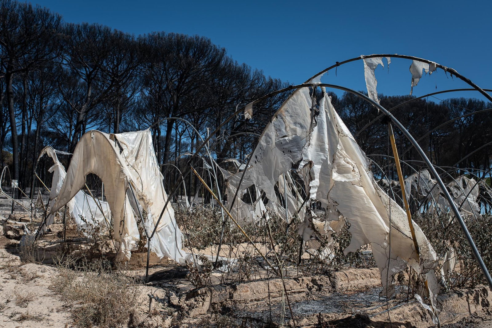 El rastro del incendio de Almonte en imágenes