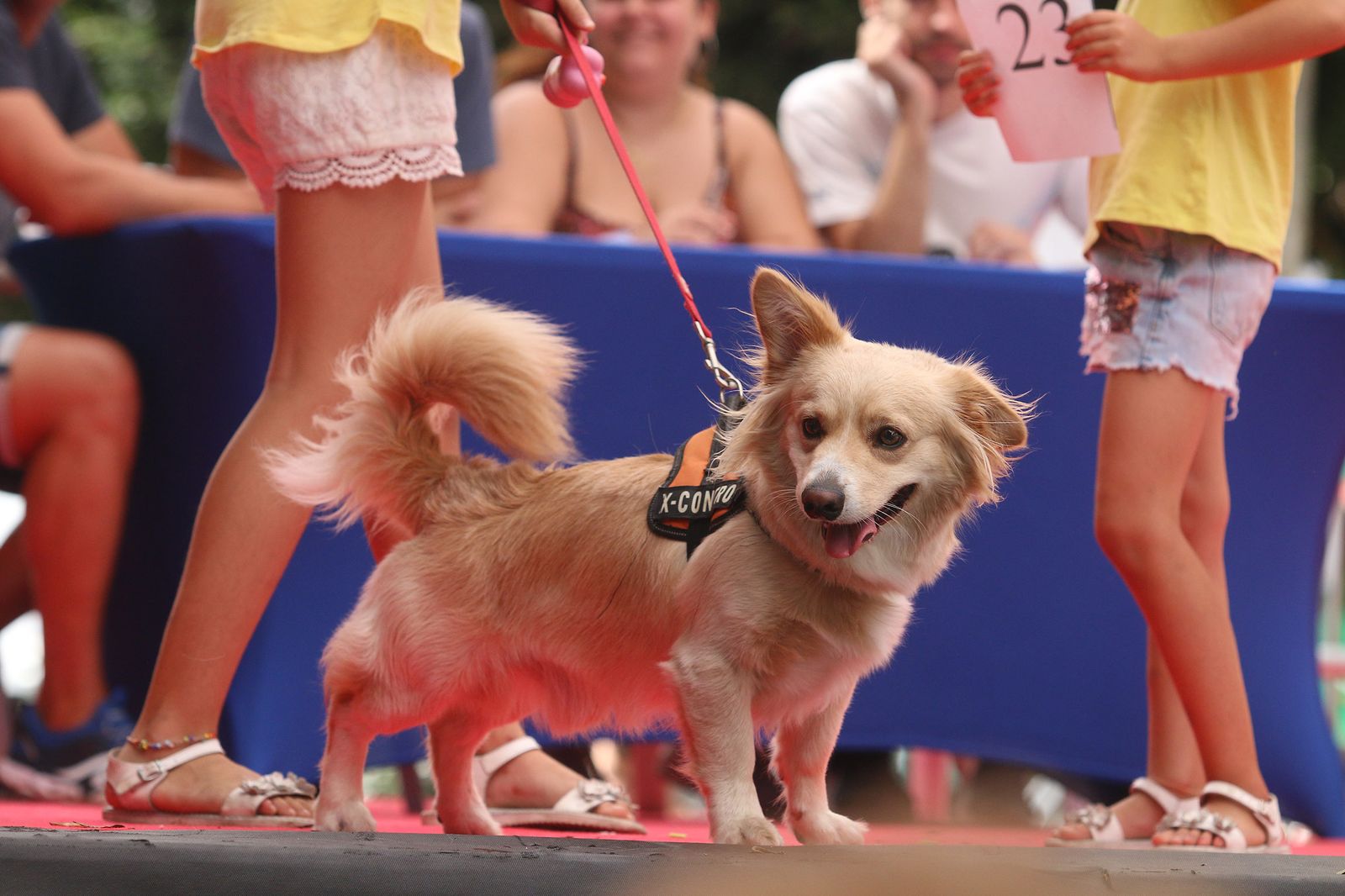 Fotogalería del concurso canino. Feria de Almería 2019