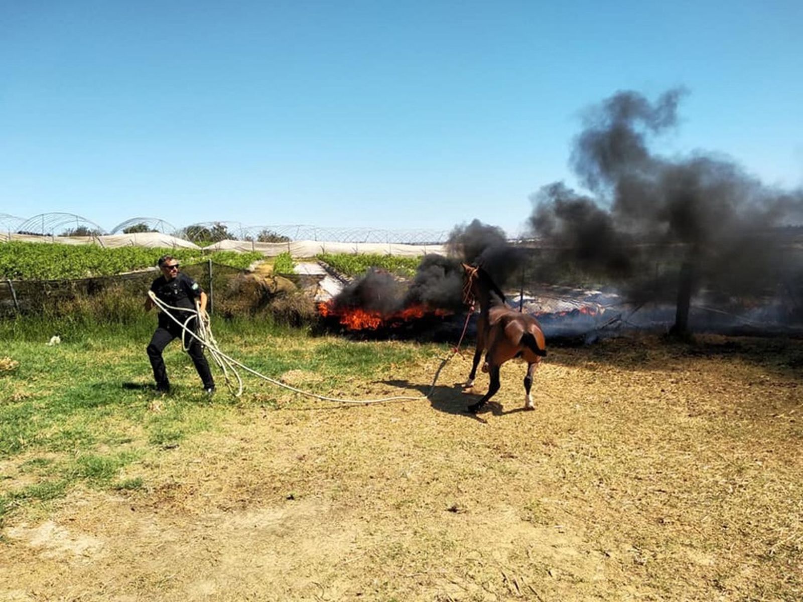 Un agente intenta controlar a uno de los caballos evacuados.