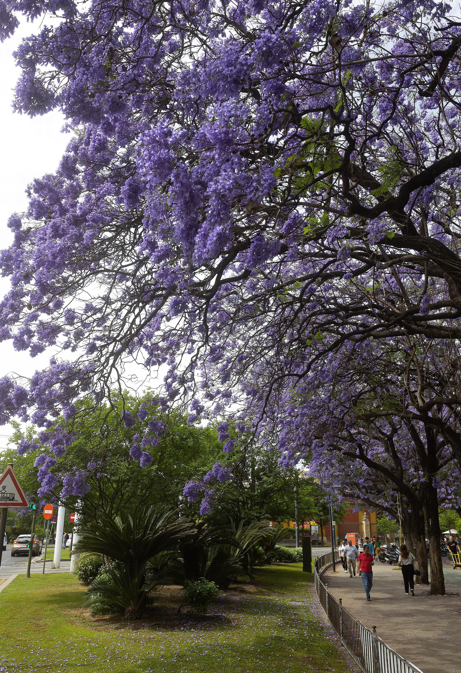 Las jacarandas vuelven a teñir de morado Sevilla
