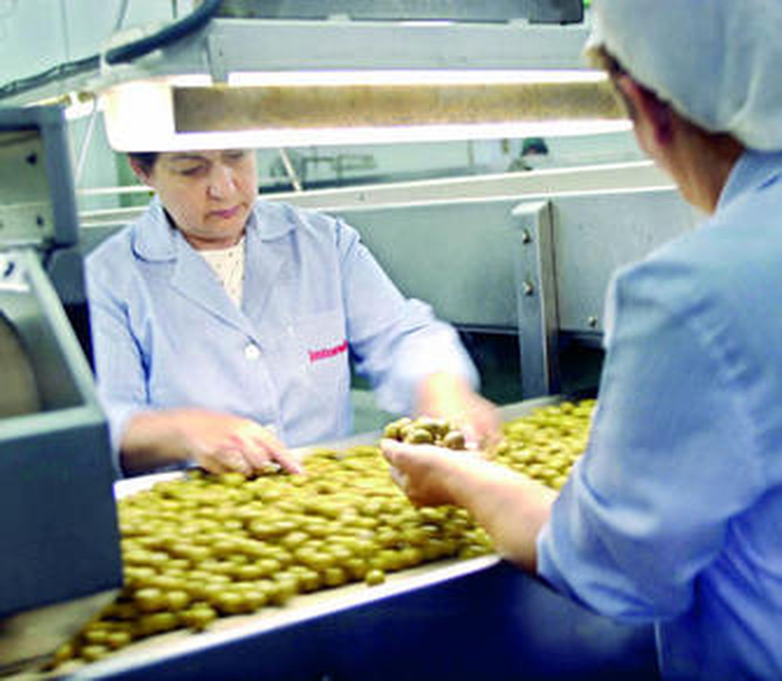 Una planta de envasado de aceituna de mesa.