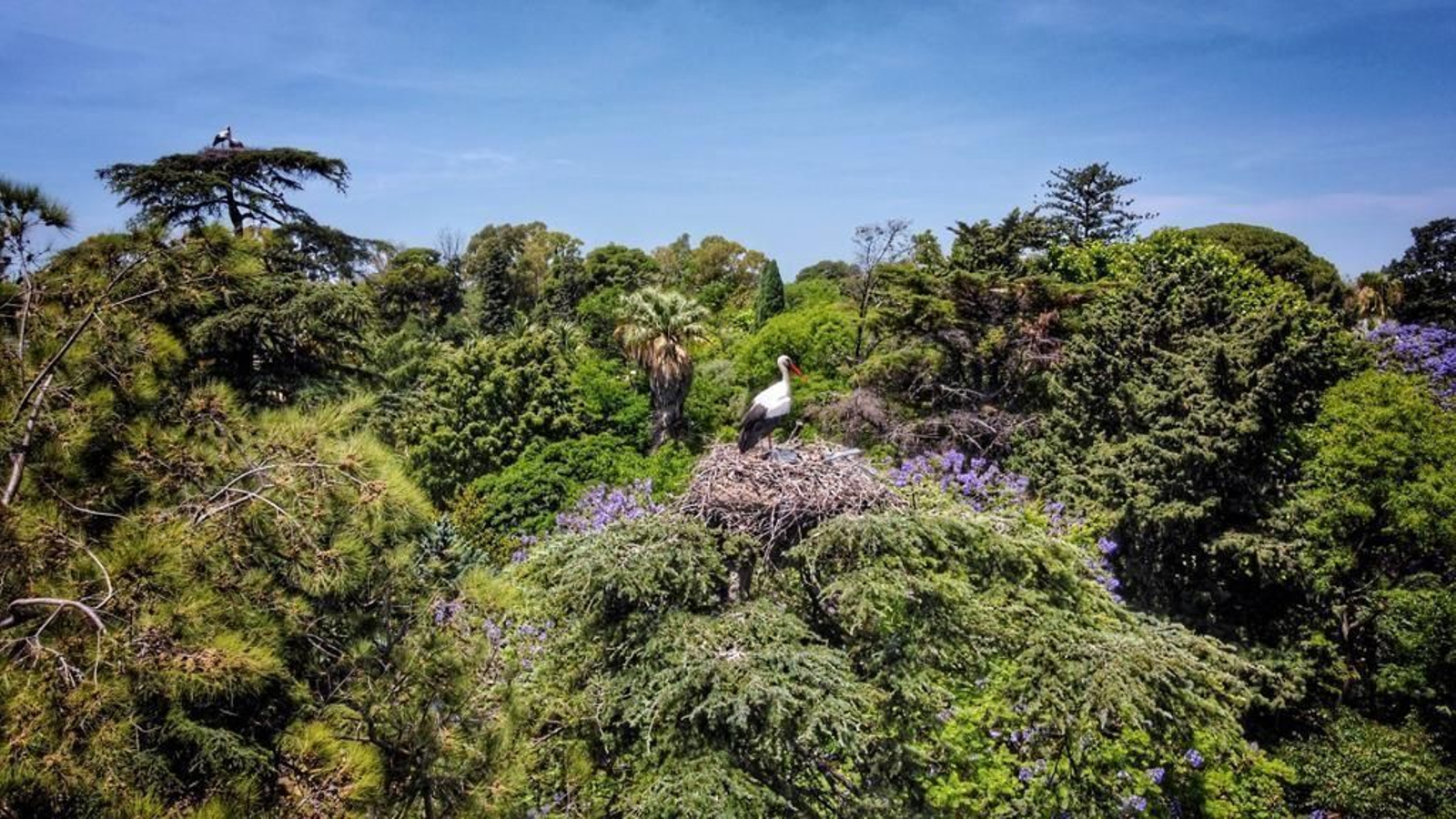 Un cigüeña, sobre el cedro del Himalaya de Jerez.