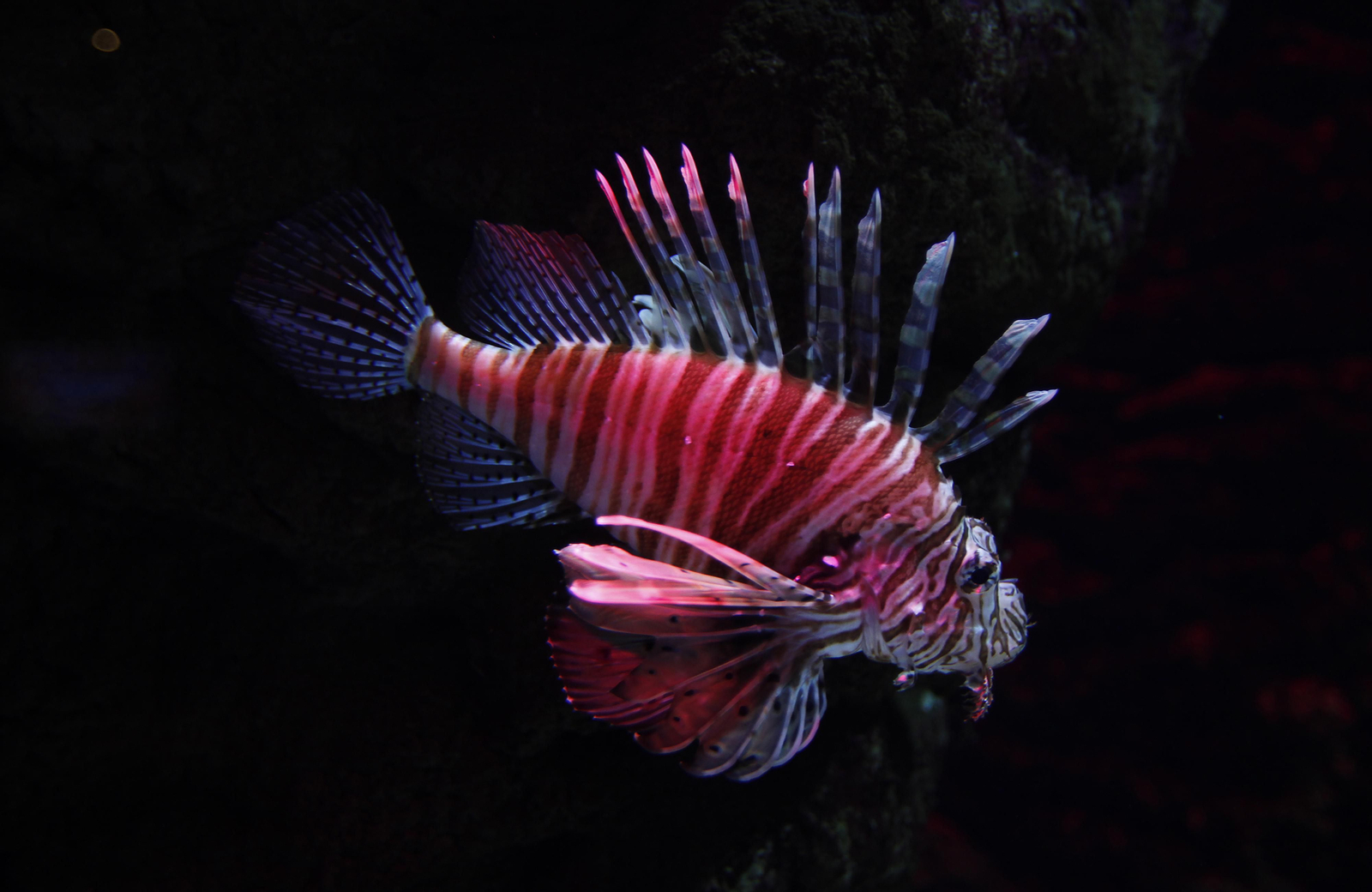 Semana de la Educación Ambiental en el Acuario de Sevilla