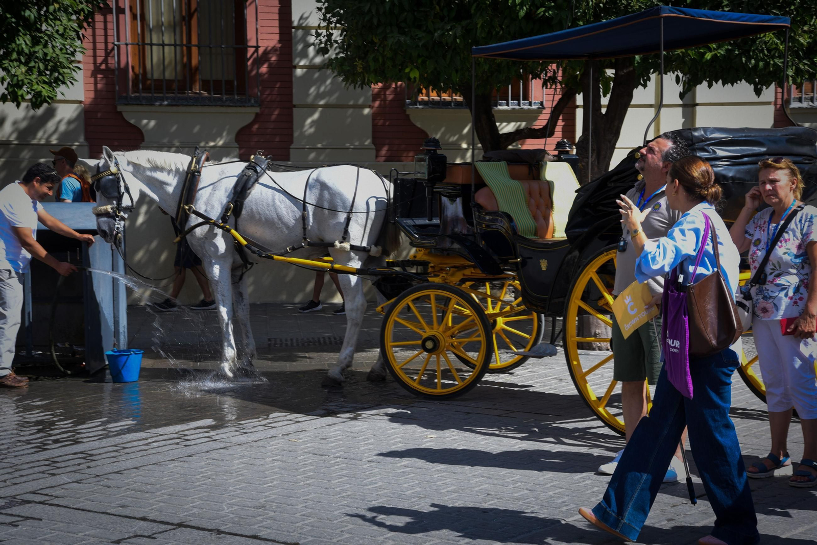 Uno de los cocheros en la Plaza del Triunfo