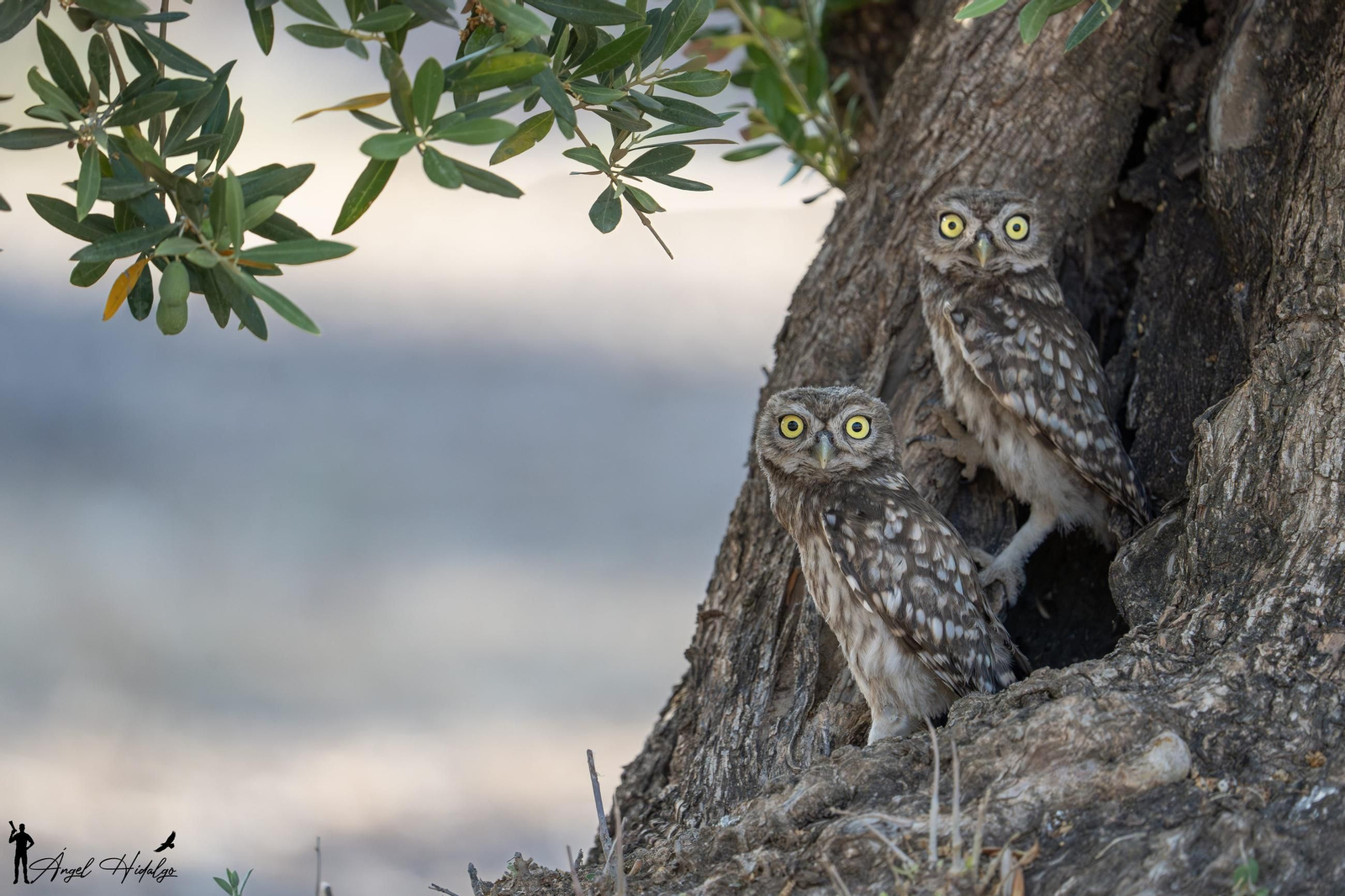 Ángel Hidalgo, el fotógrafo que inmortalizó al lince blanco Satureja: