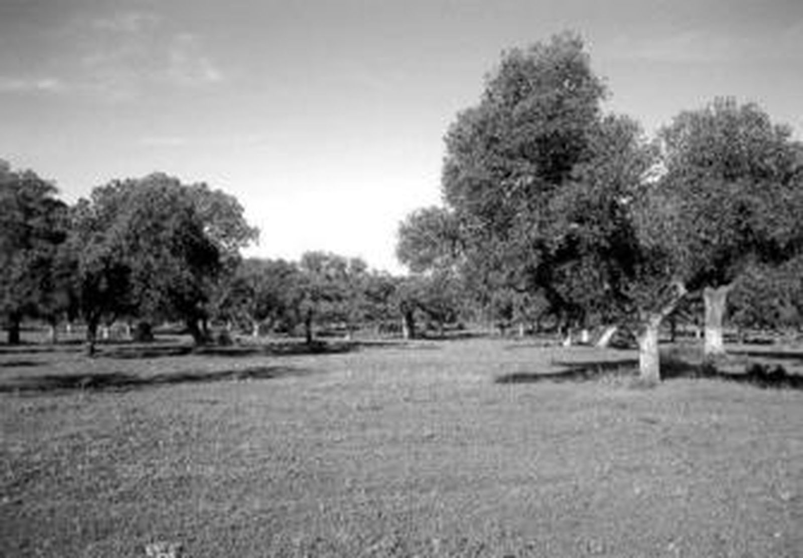 Zona de encinar de Archidona donde se proyecta un campo de golf.