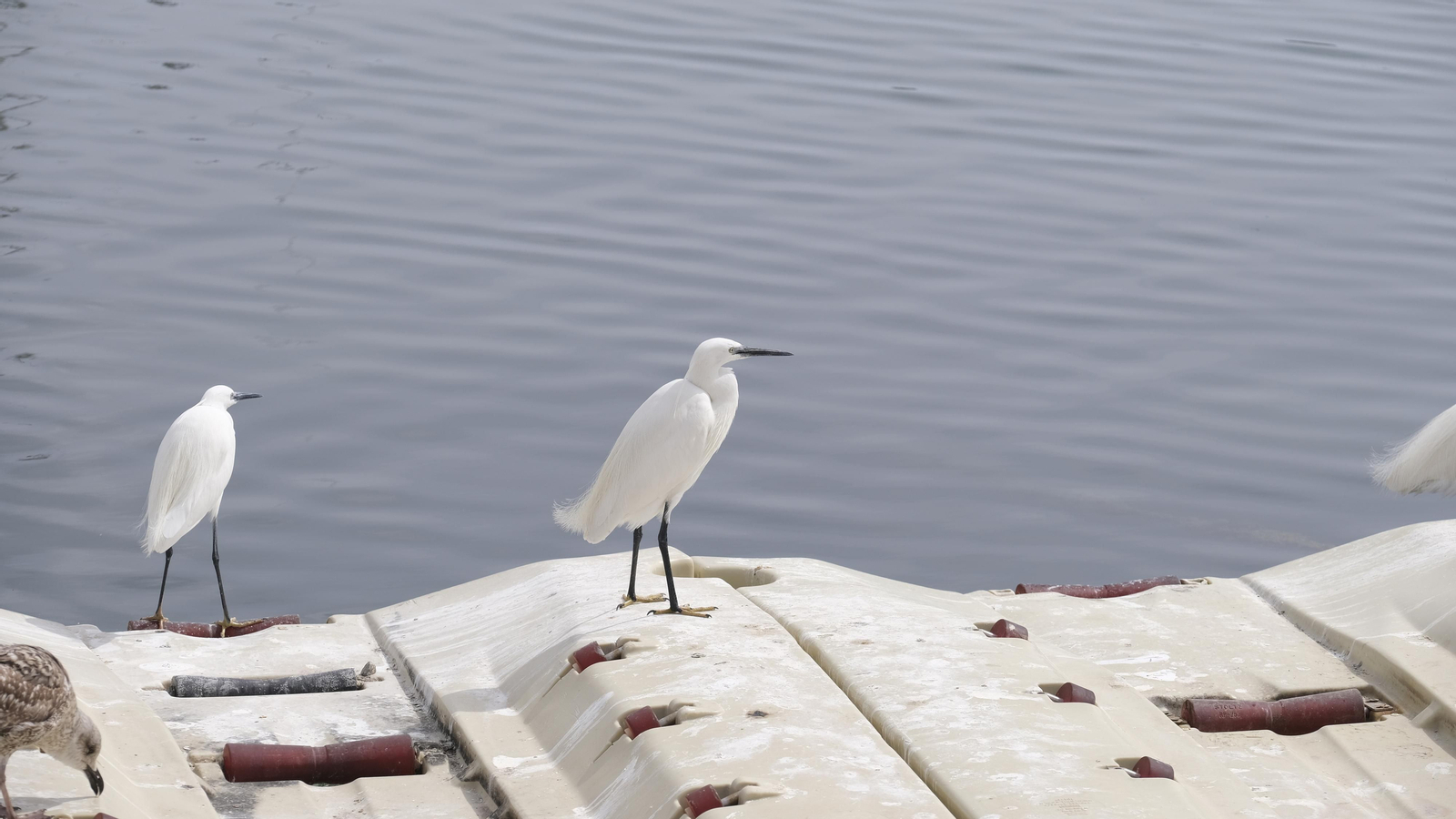Imágenes de la inauguración de la Lonja del Puerto Pesquero de Roquetas de Mar