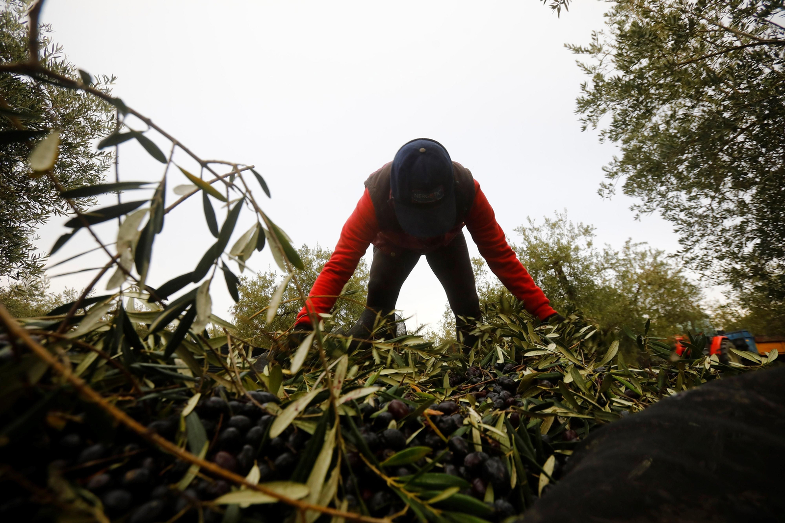 Una cuadrilla trabaja entre olivos centenarios en la recogida de la aceituna.