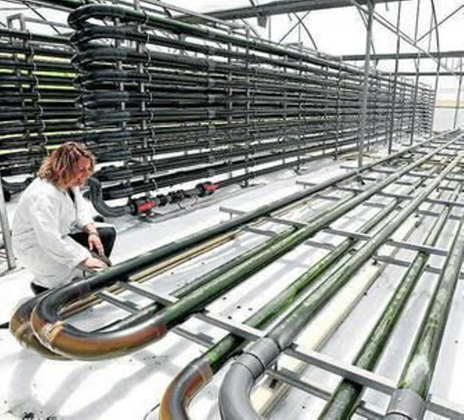 Proyecto con microalgas en la Estación Experimental de Cajamar.