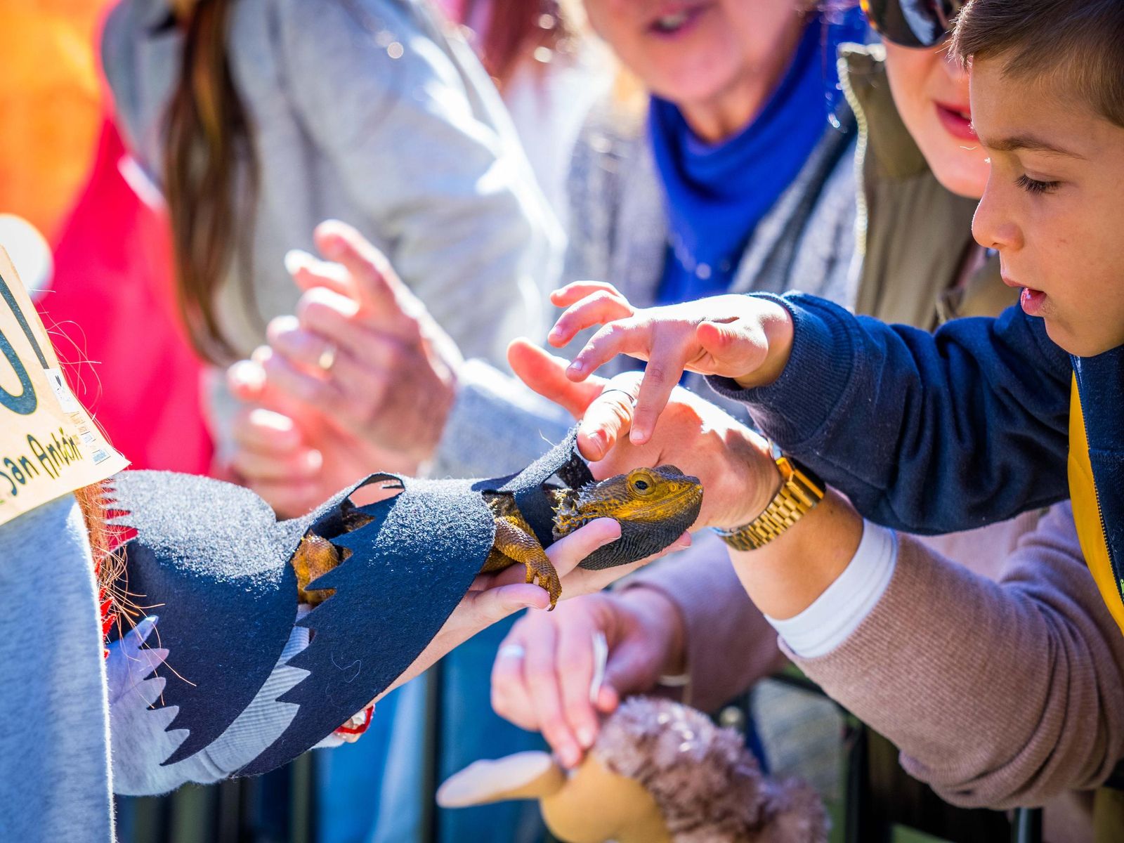 Las imágenes de San Antón 2025 en San Fernando