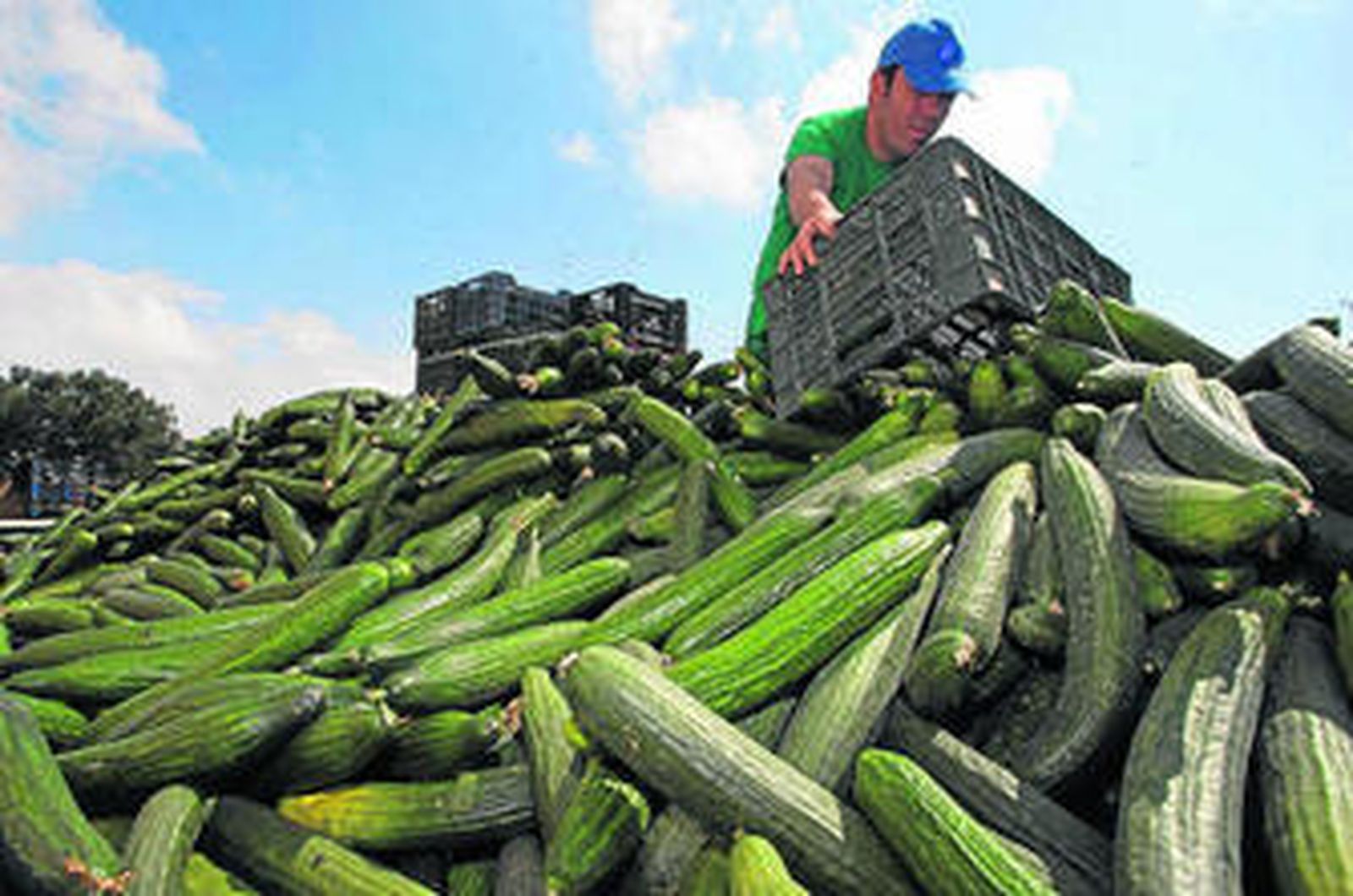 Un agricultor de El Ejido (Almería) tira cientos de kilos de pepinos que no puede vender.