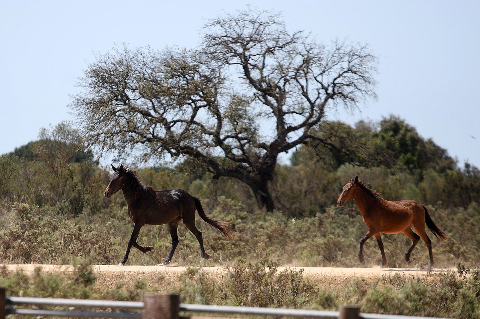 Imágenes de la visita de Pedro Sánchez a Doñana