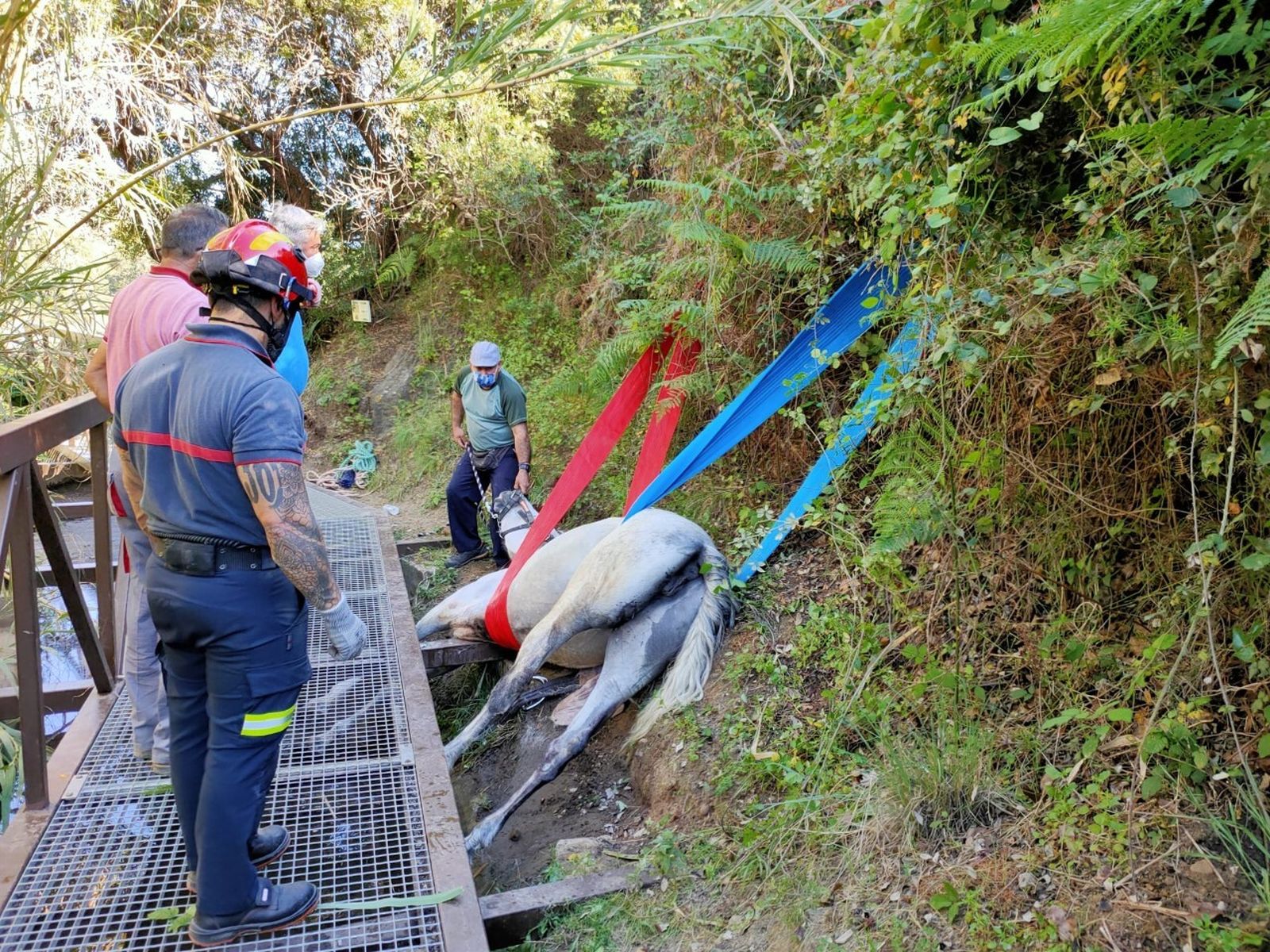 Rescate de la yegua en Marbella