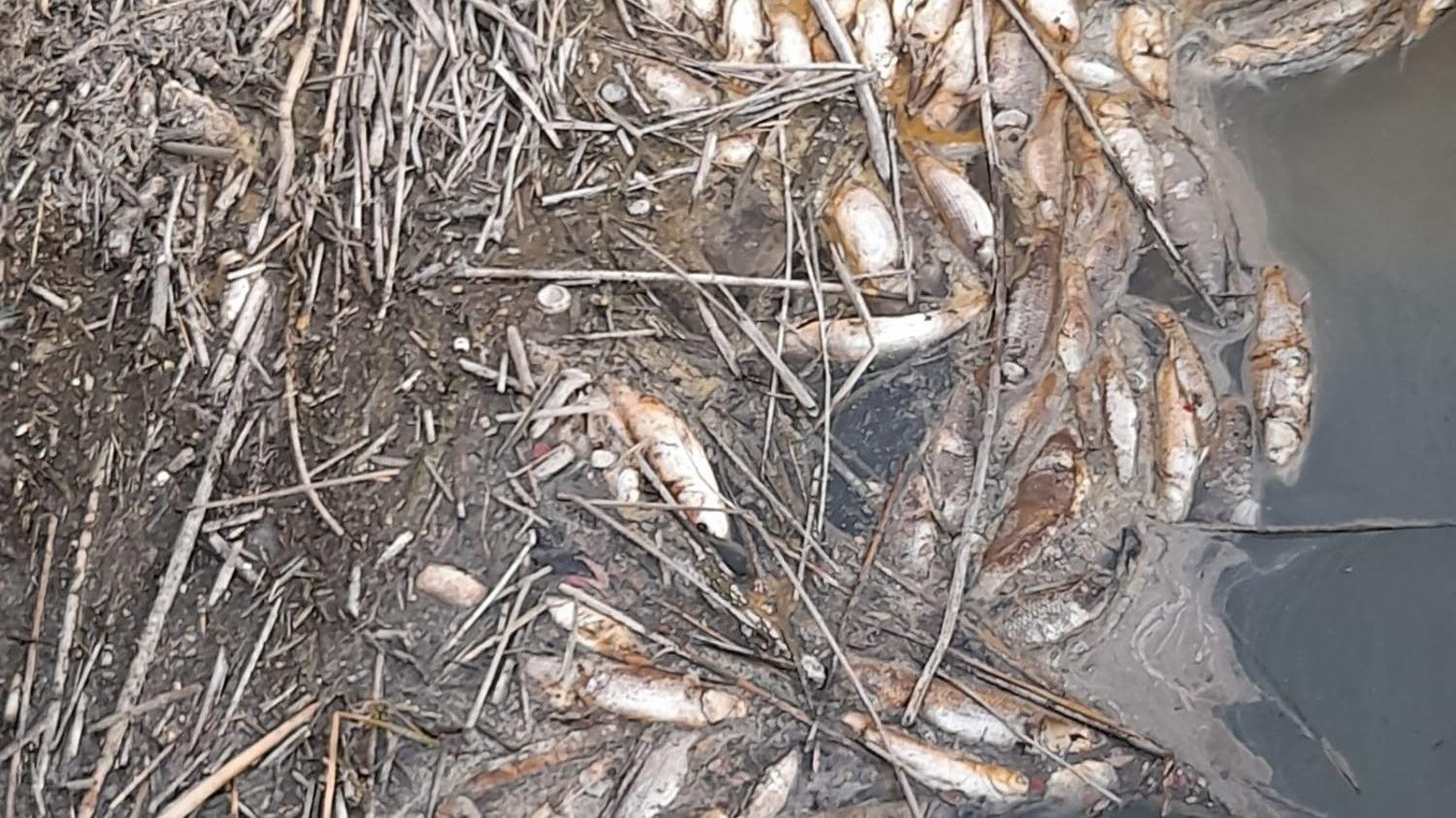 Mortandad de peces en el azud de El Portal.