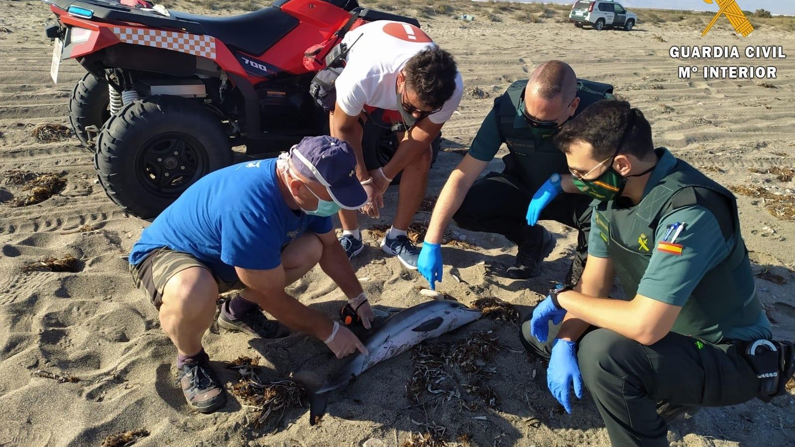 Delfín varado en la playa de Almerimar