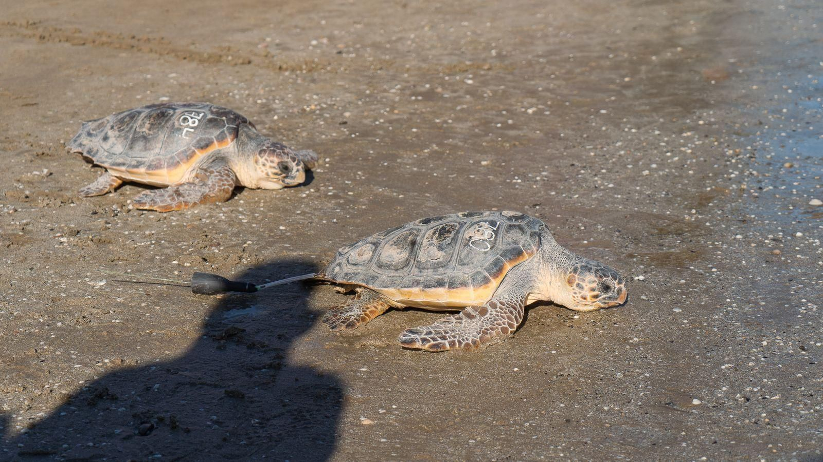 Oreo y Duda vuelven al mar