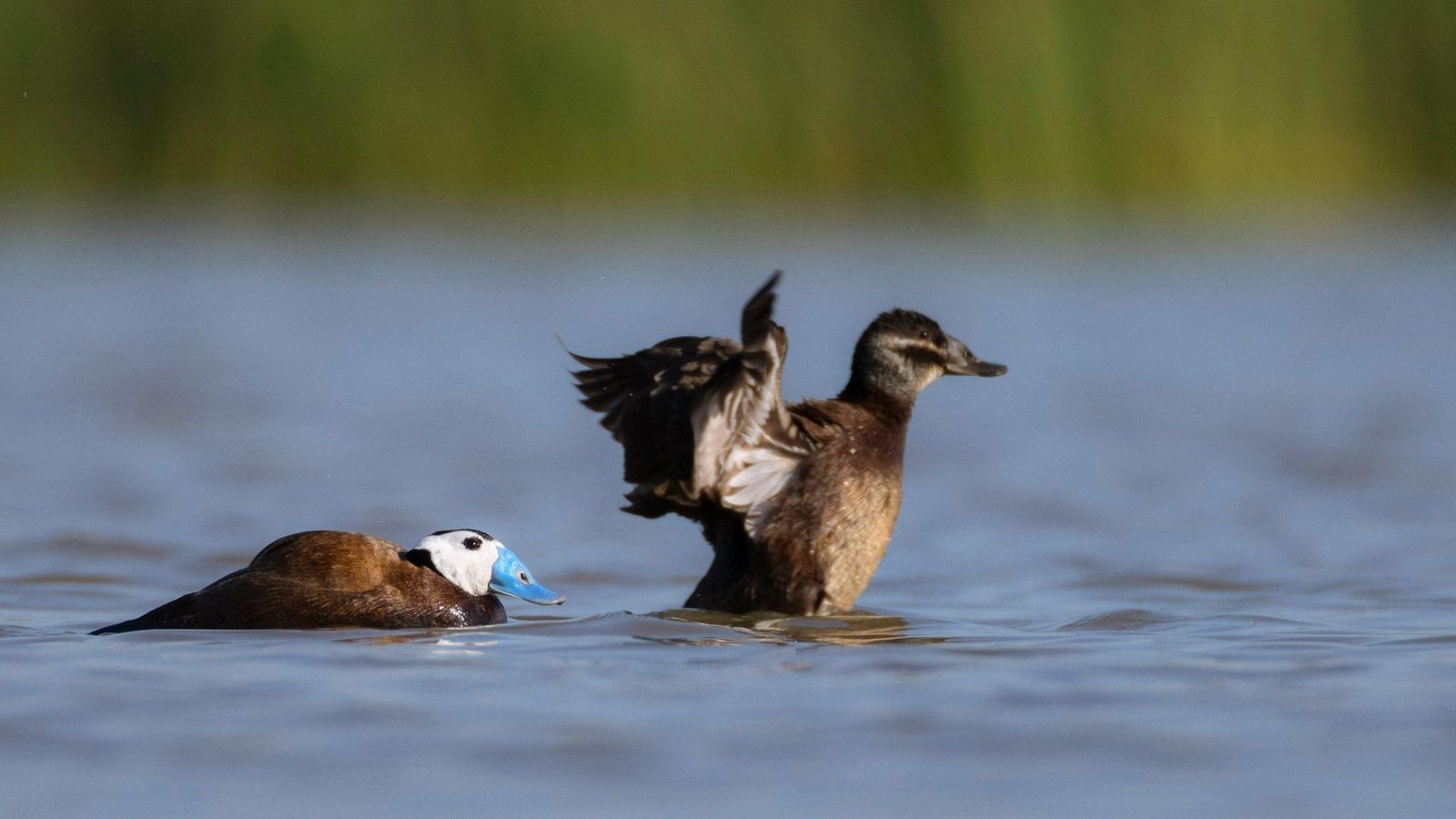 Un macho (pico azul) y una hembra de malvasía.
