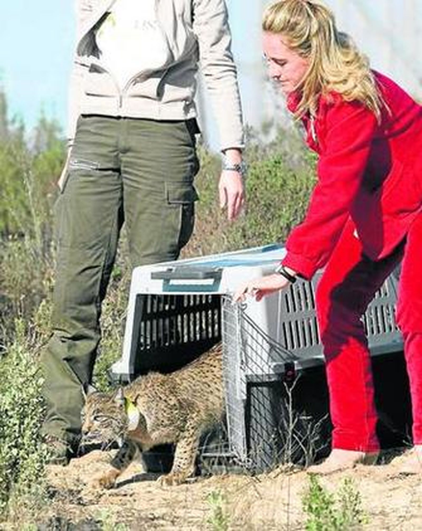 'Caribú', el día que fue liberado en Doñana por la ya ex consejera Cinta Castillo.