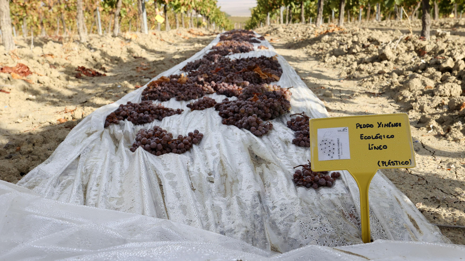 Vinos ecológicos con uva Pedro Ximénez