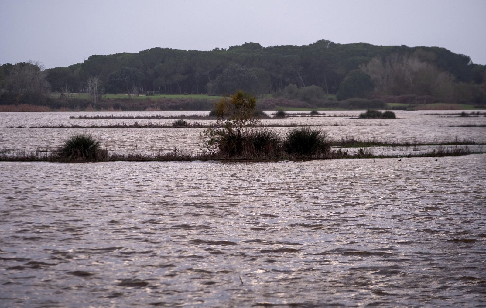 Las lluvias de diciembre, insuficientes para la recuperación de la marisma.
