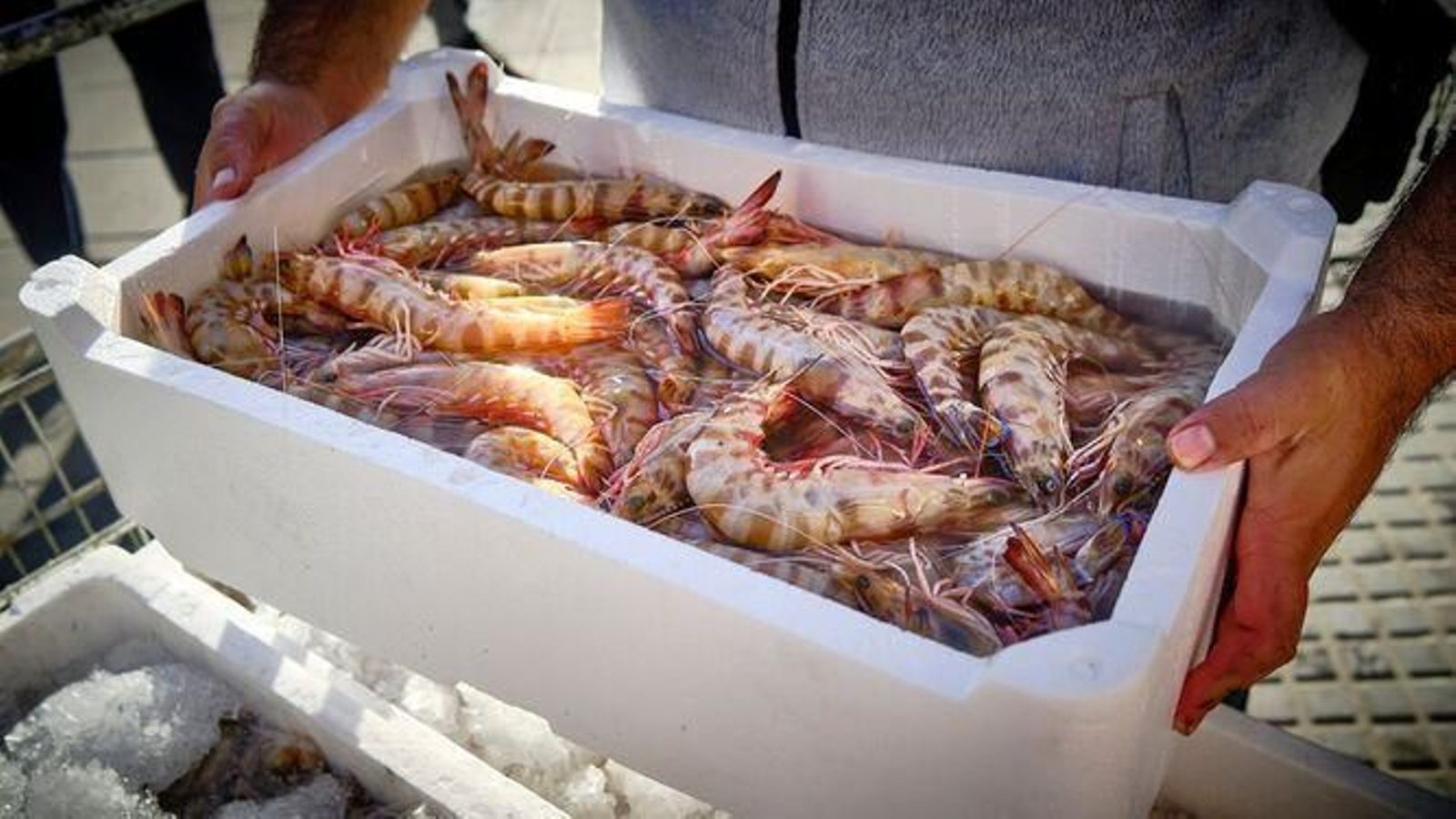Un hombre sostiene una bandeja con langostinos de Sanlúcar