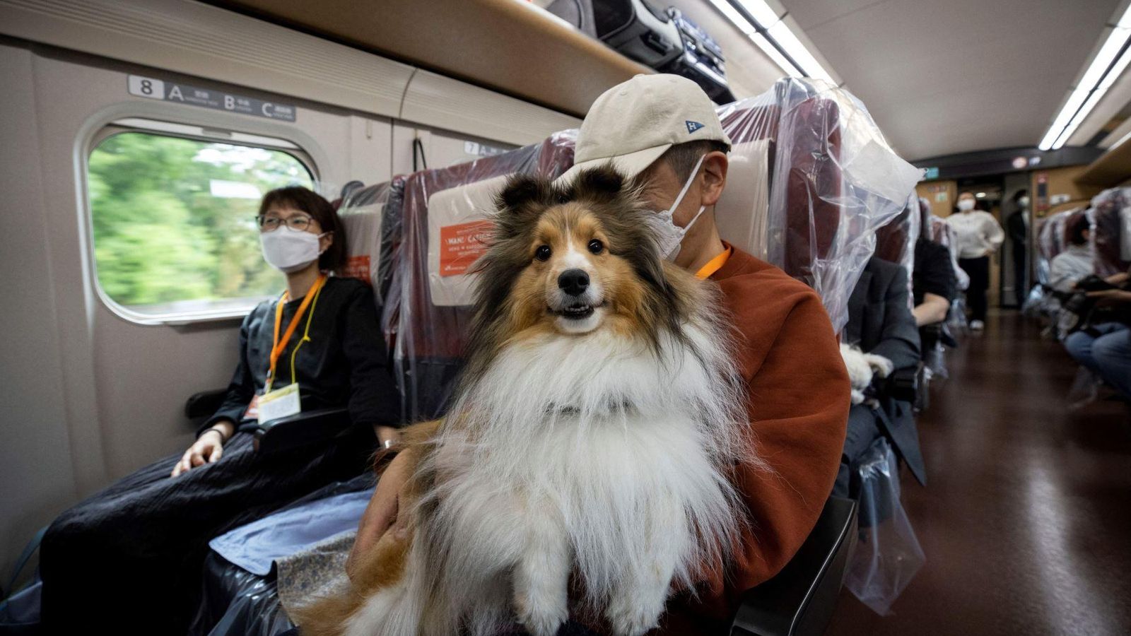 perro viajando en tren