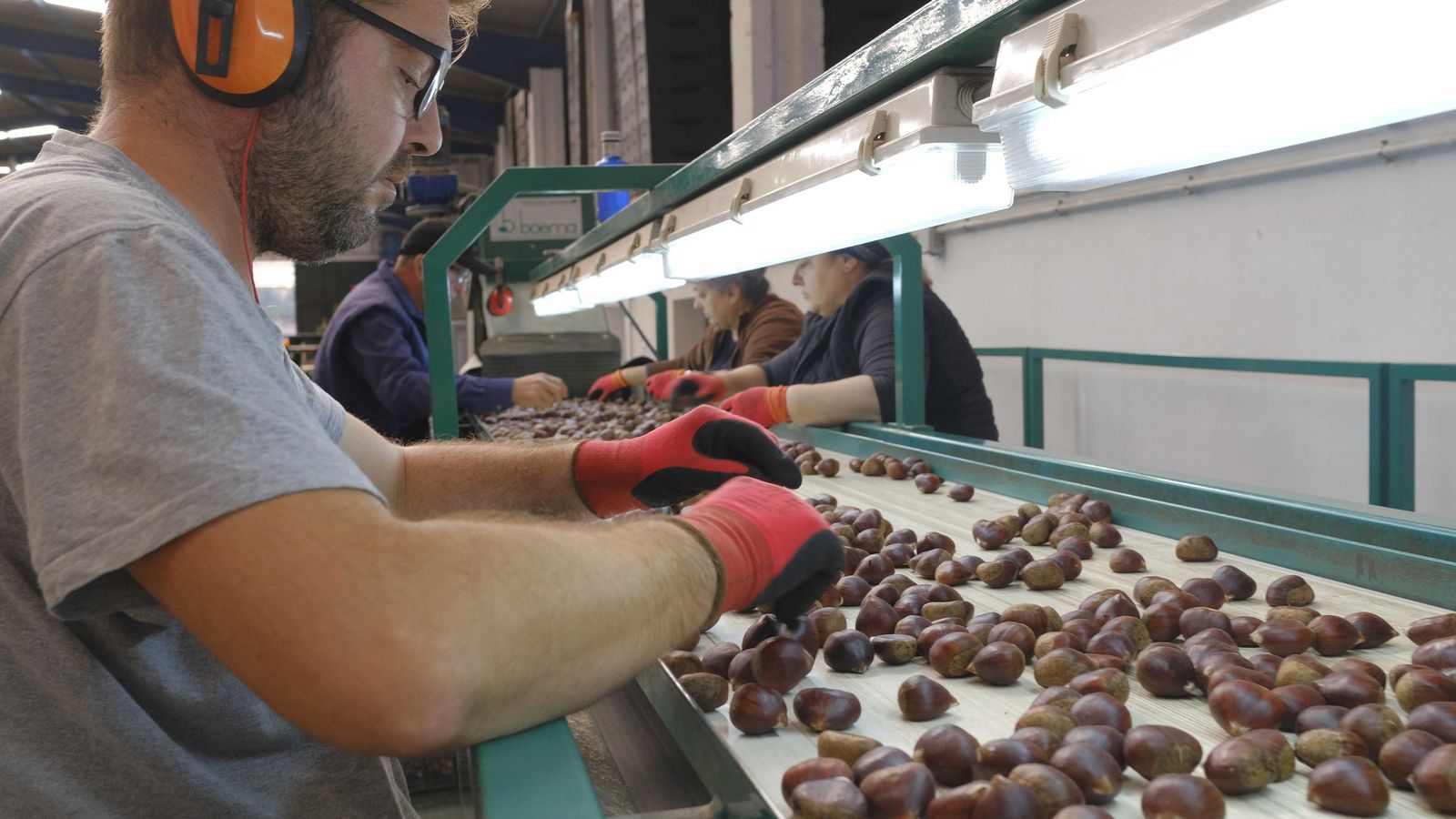 La calidad del fruto de este año se califica como "excelente"