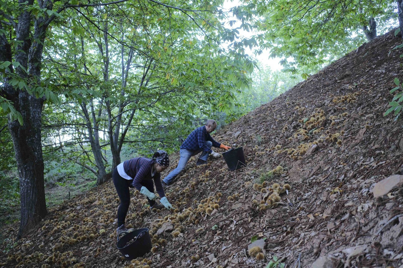 Cuadrillas en la recogida de castañas en el Valle del Genal