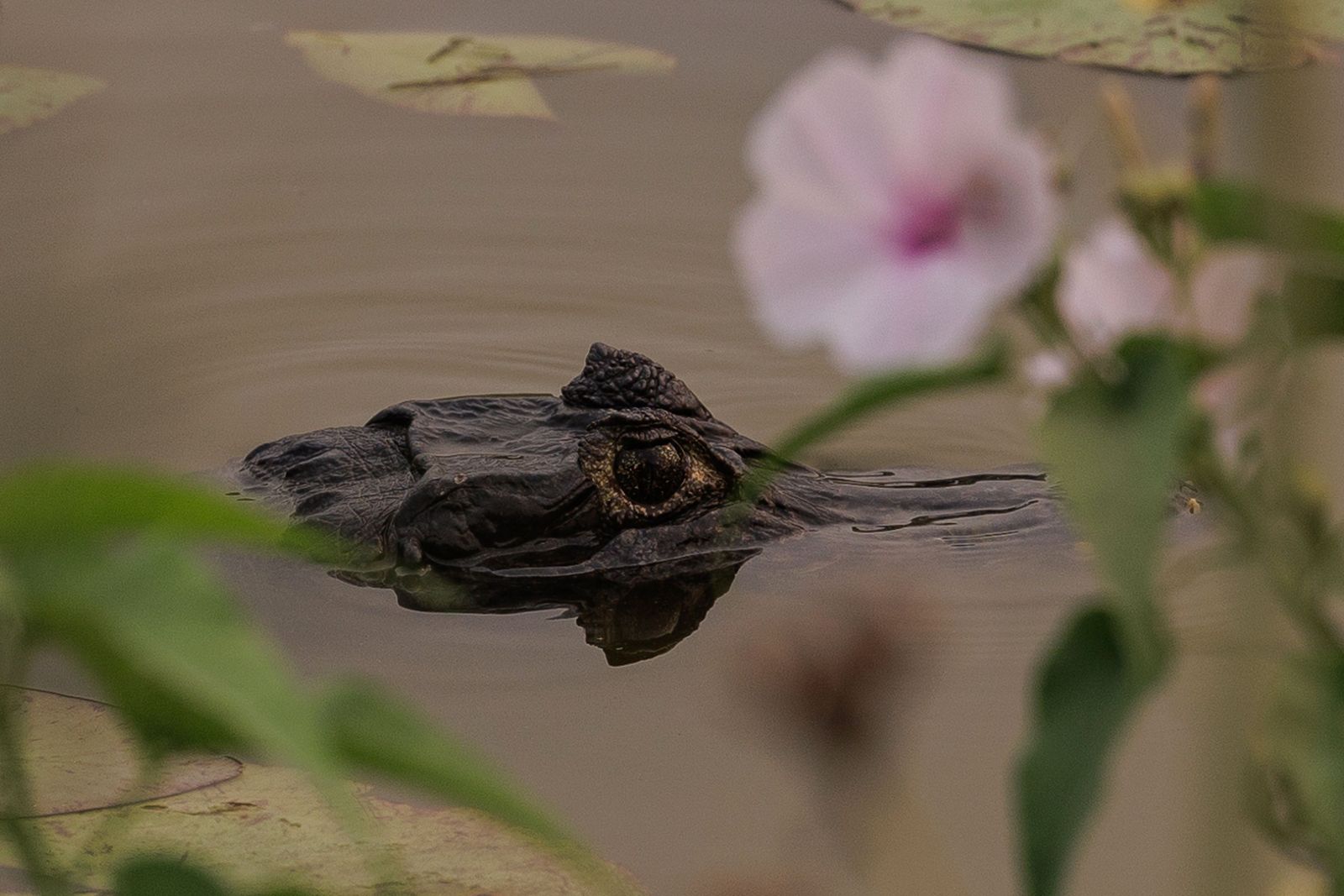 Las llamas convierten en una tumba al aire libre El Pantanal en Brasil