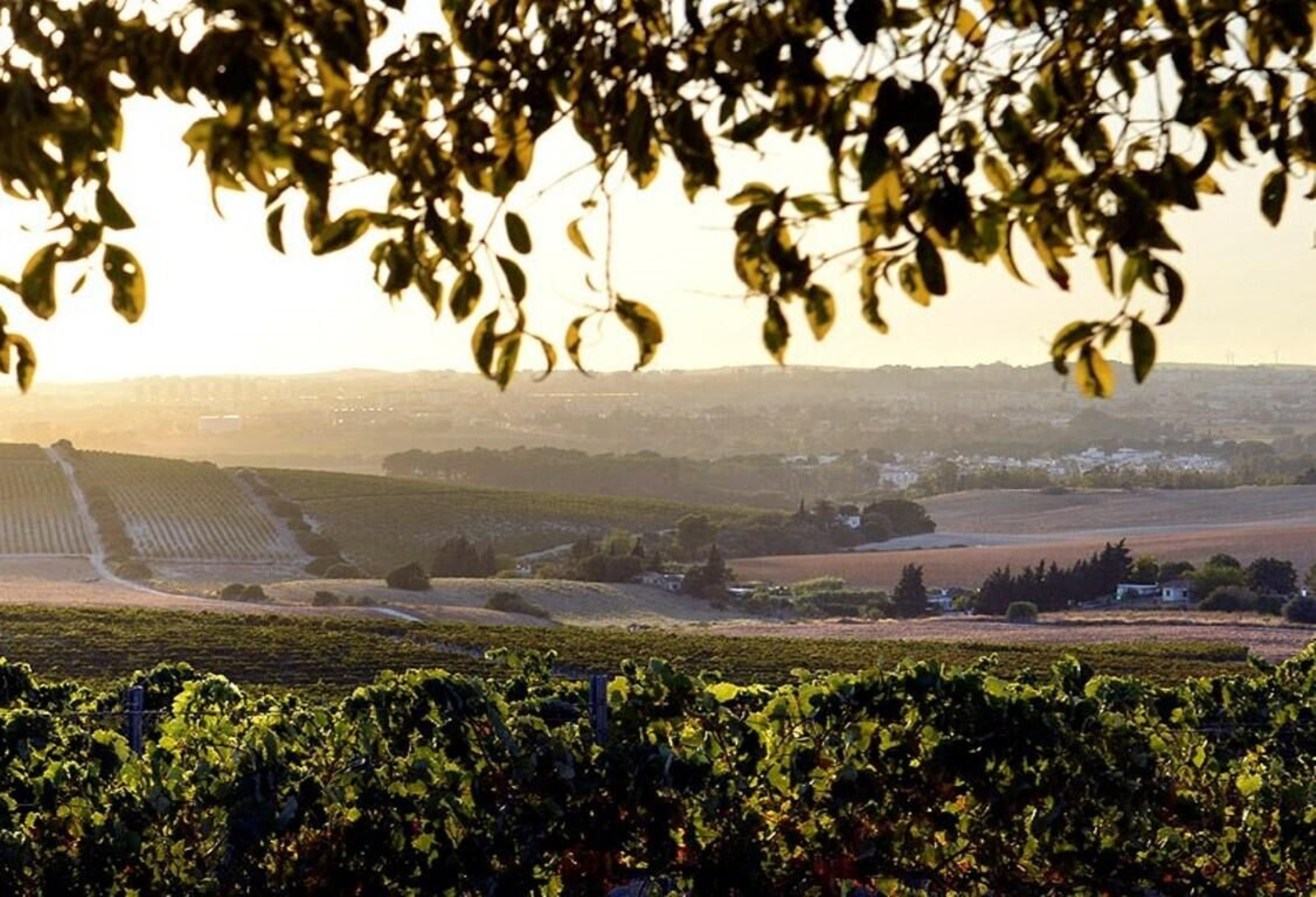 Los viñedos también entran entre las actividades.