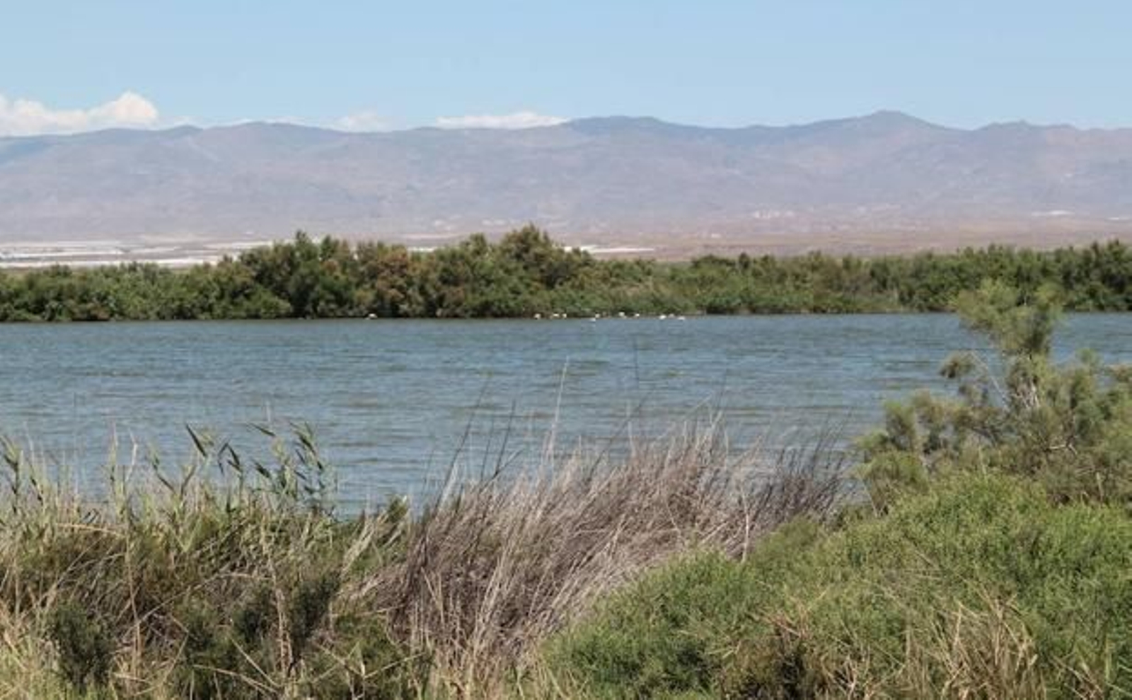 Imagen de la Albufera de Rambla Morales, en Níjar