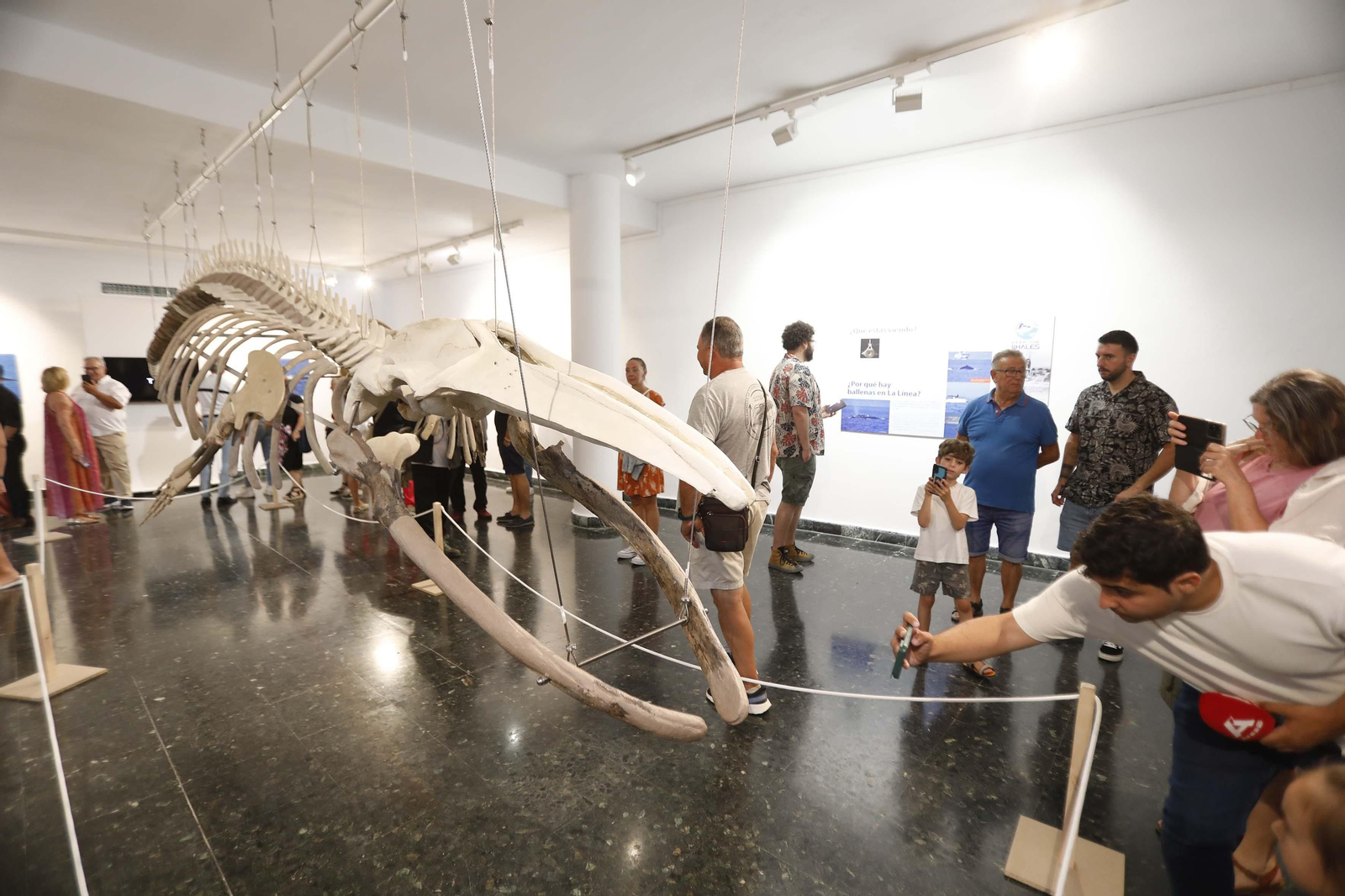 Fotos de la exposición del esqueleto de la ballena Galadriel