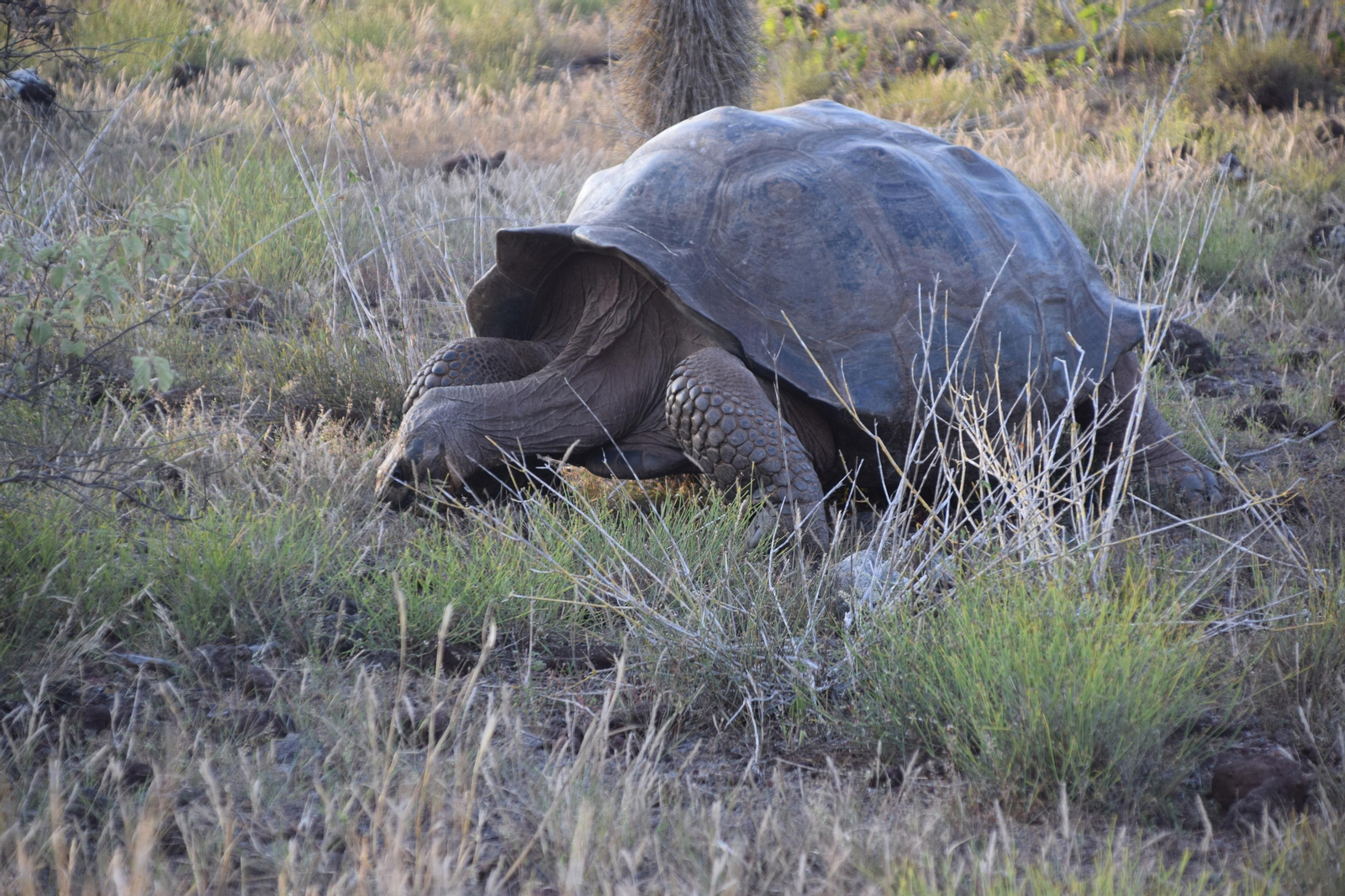 Las fotografías de Bárbara Sellés en una isla desierta para estudiar tortugas Las fotografías de Bárbara Sellés en una isla desierta para estudiar tortugas