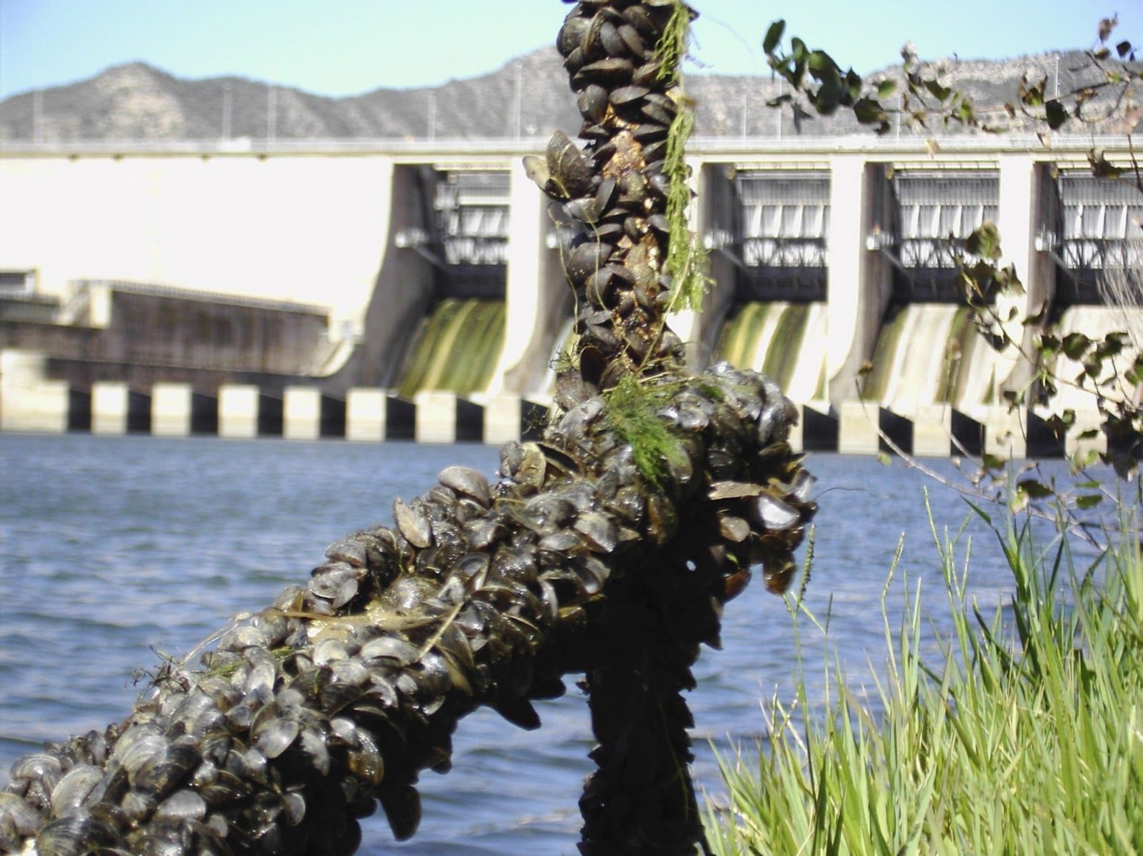 Mejillón cebra localizado en un embalse andaluz.