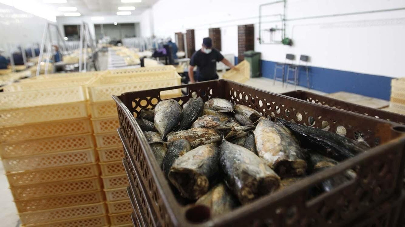 Las fotos de la inauguración de la calle Estibadoras de la Conservera en Tarifa