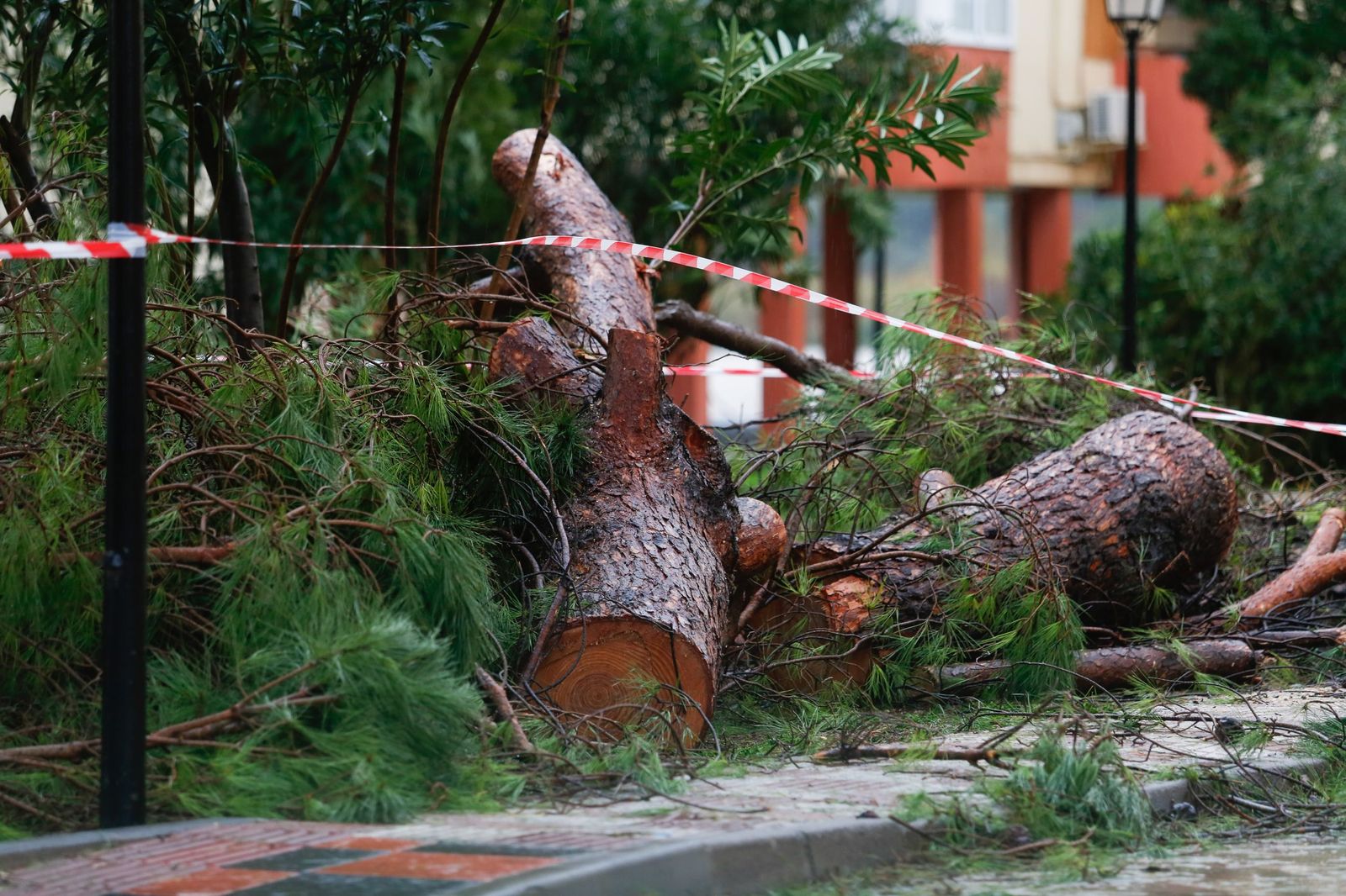 Fotos: Así amaneció el Campo de Gibraltar tras el paso de la borrasca Leonardo