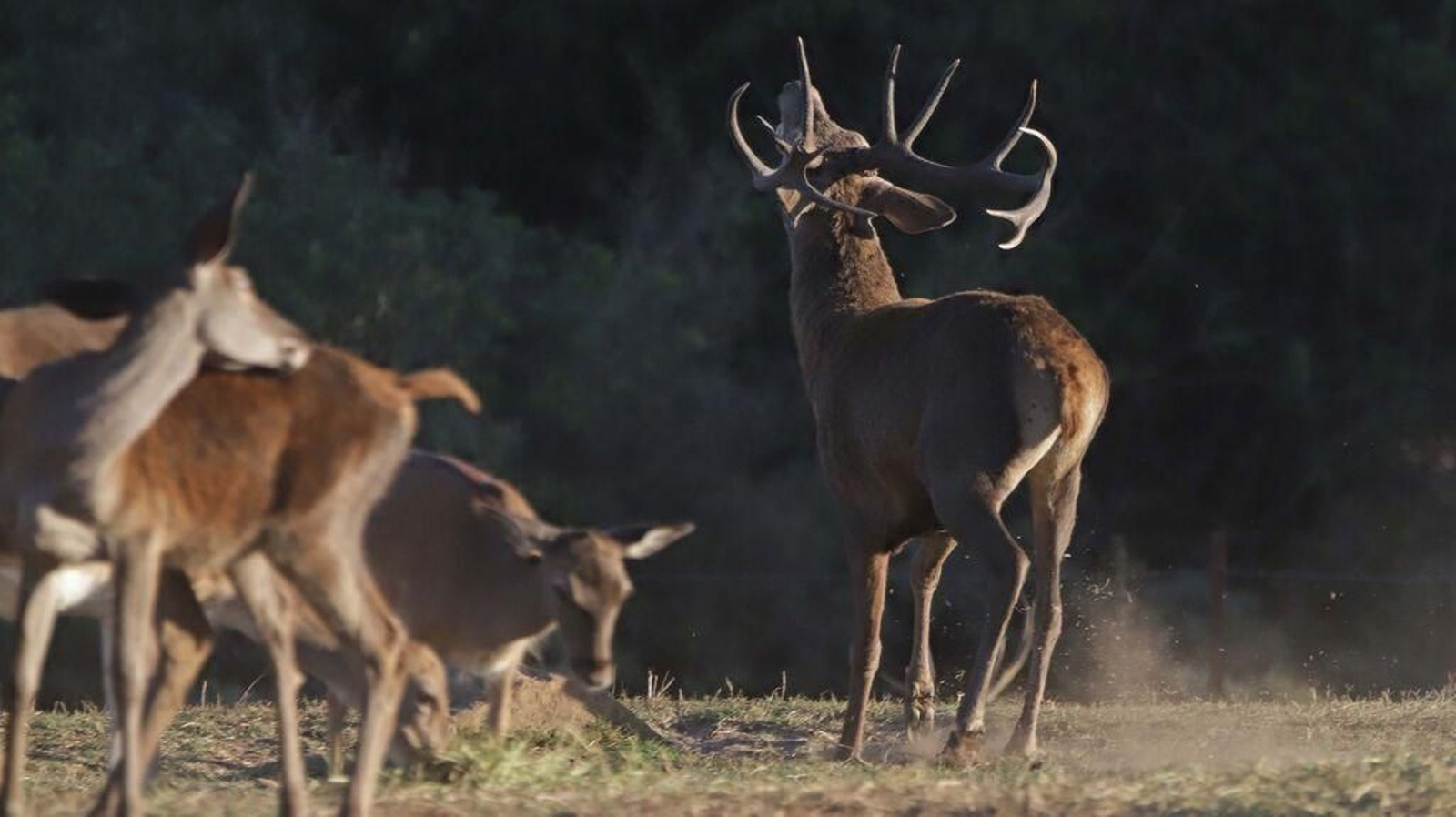 Berrea del ciervo en el Parque de Los Alcornocales