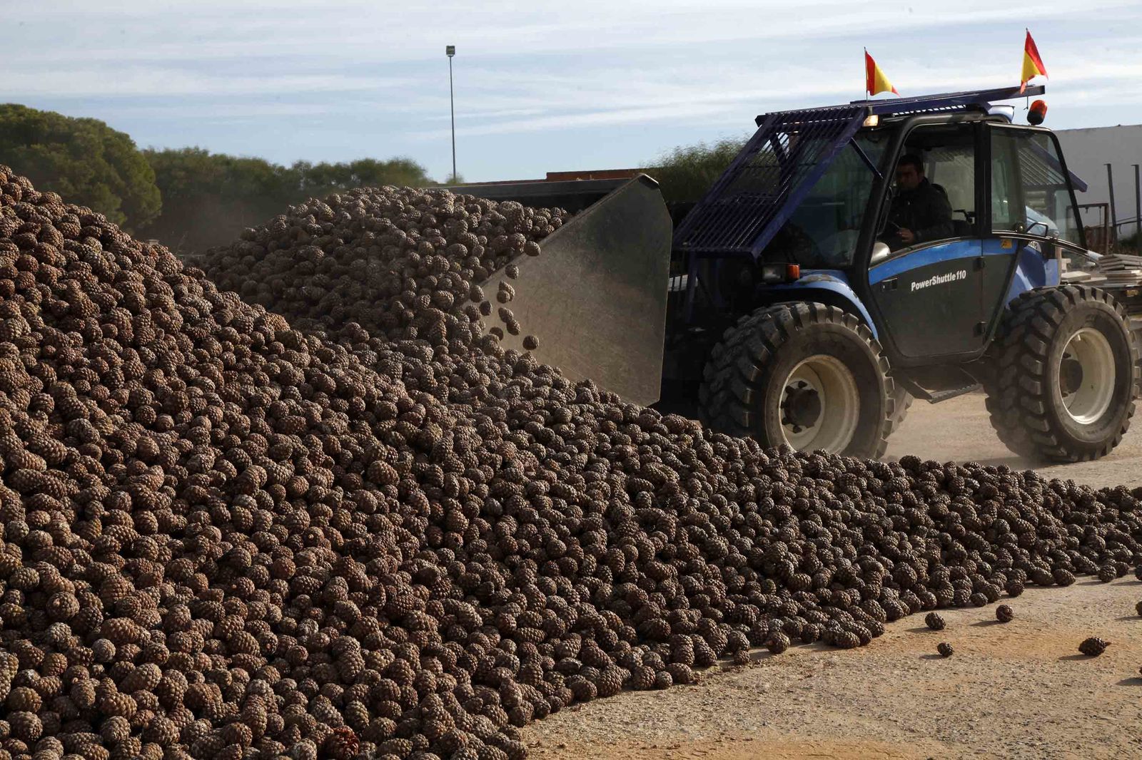 Un tractor amontona las piñas tras su recolección.