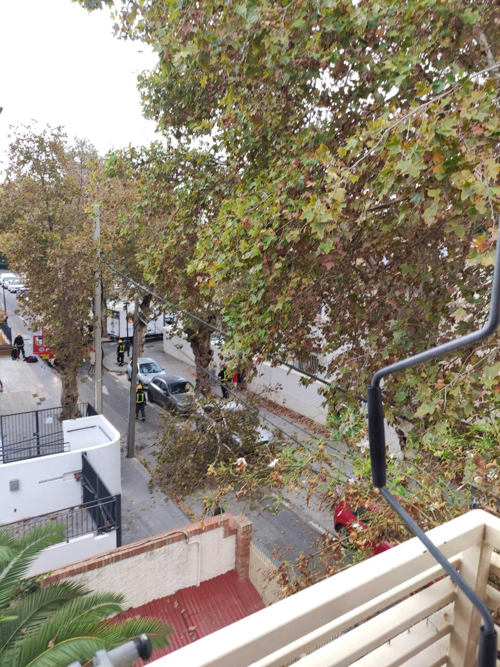 Caída de una rama de árbol de grandes dimensiones en Pedregalejo, este jueves.