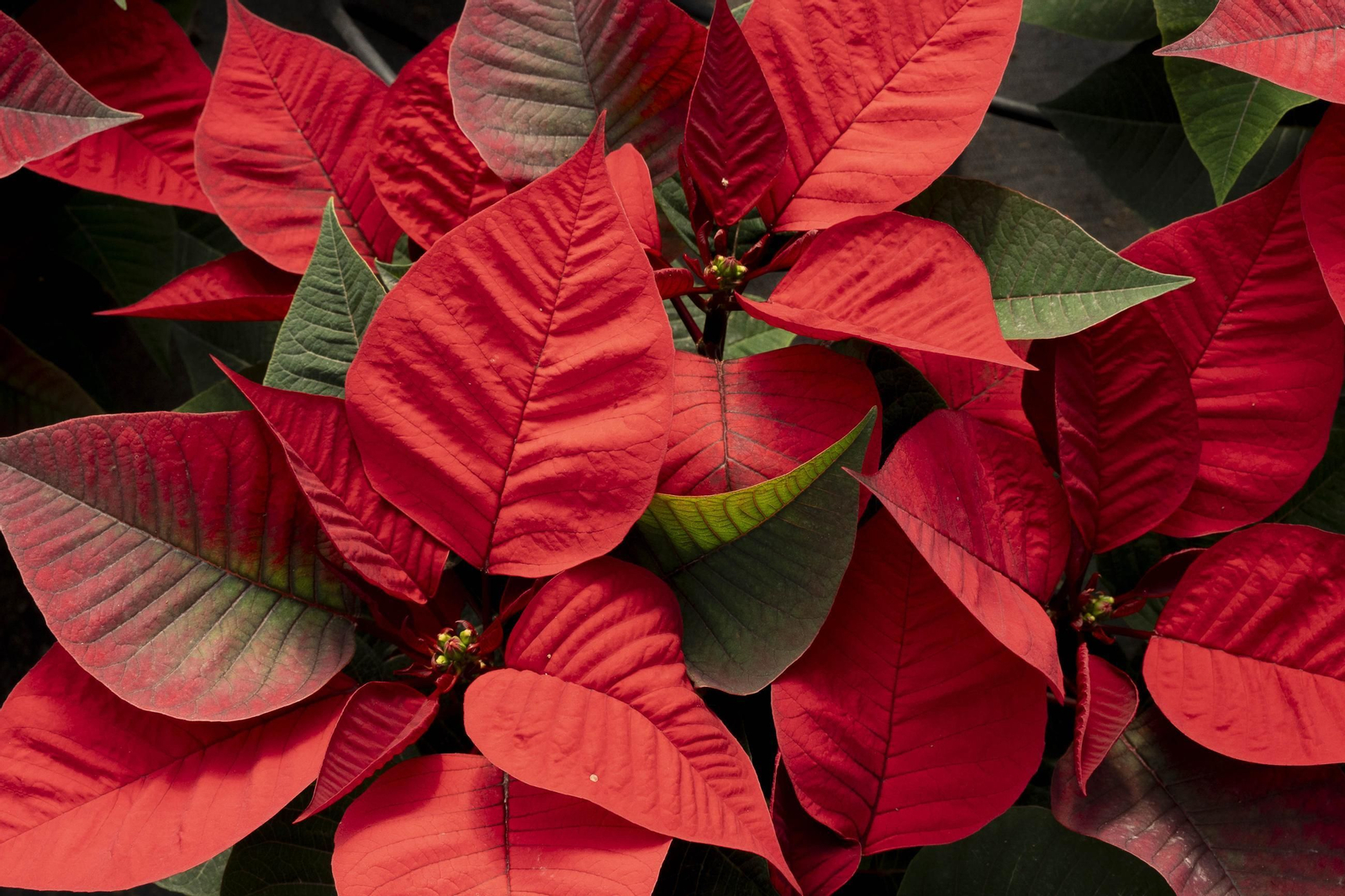 Así son las flores de pascua de SolísPlant, en imágenes