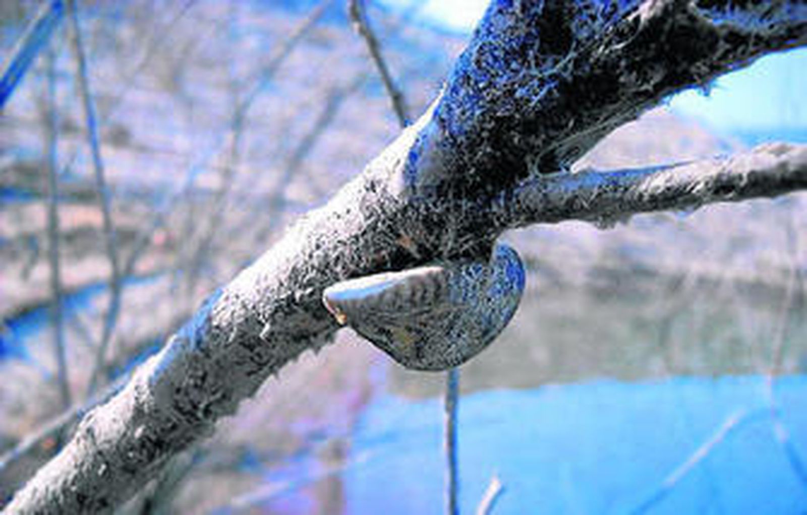 Un ejemplar de mejillón cebra localizado en el pantano de Iznájar.