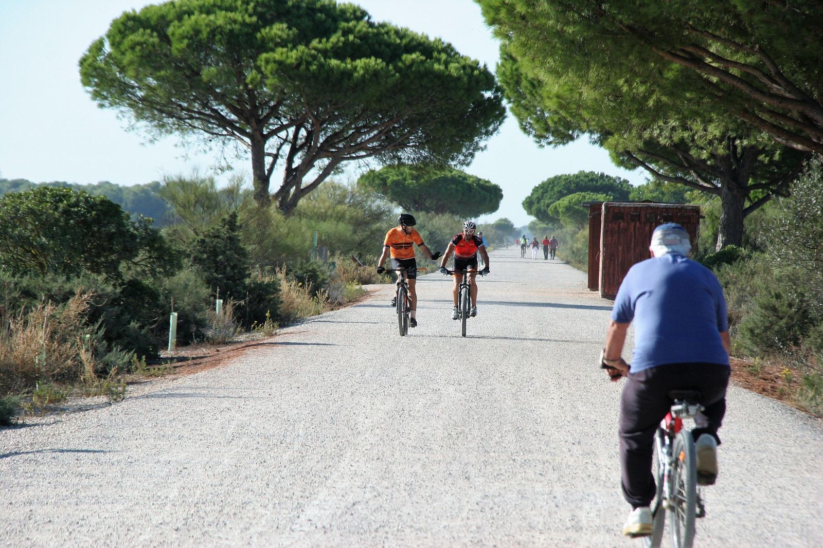 Una imagen reciente del parque metropolitano de Los Toruños y Pinar de la Algaida.