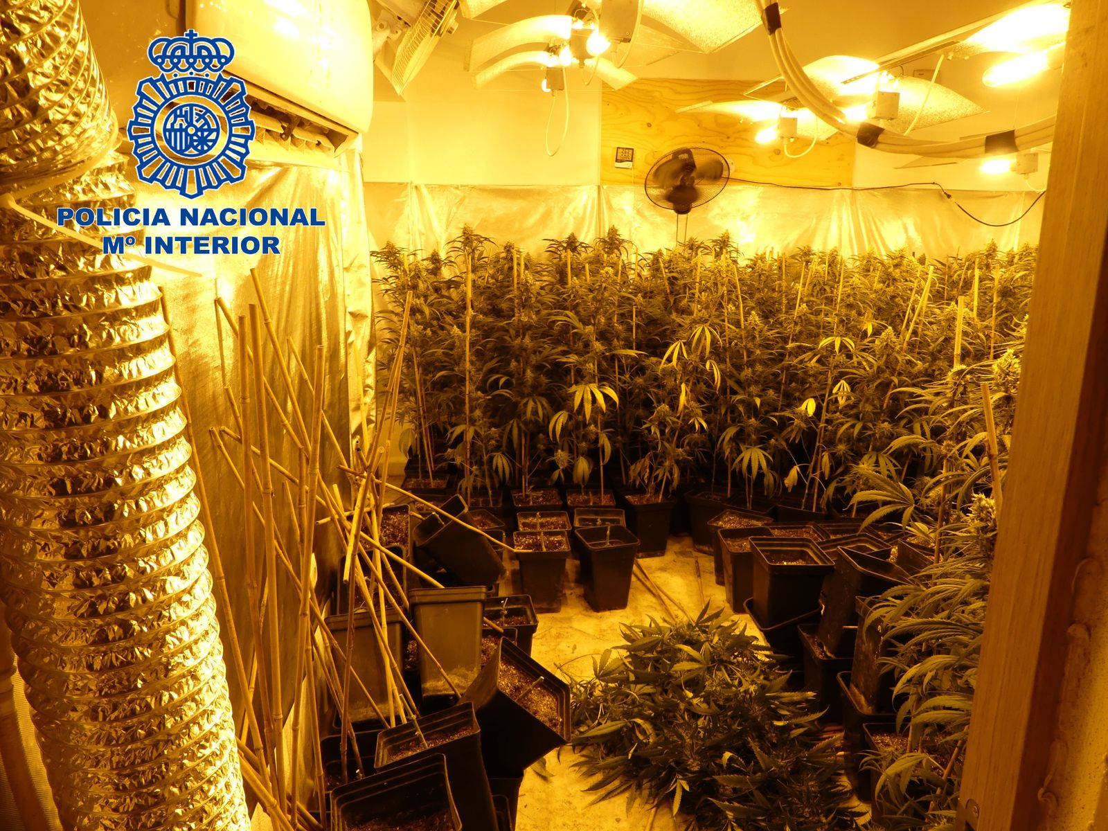 Una de las plantaciones de marihuana desmantelada por la Policía Nacional en El Puerto.