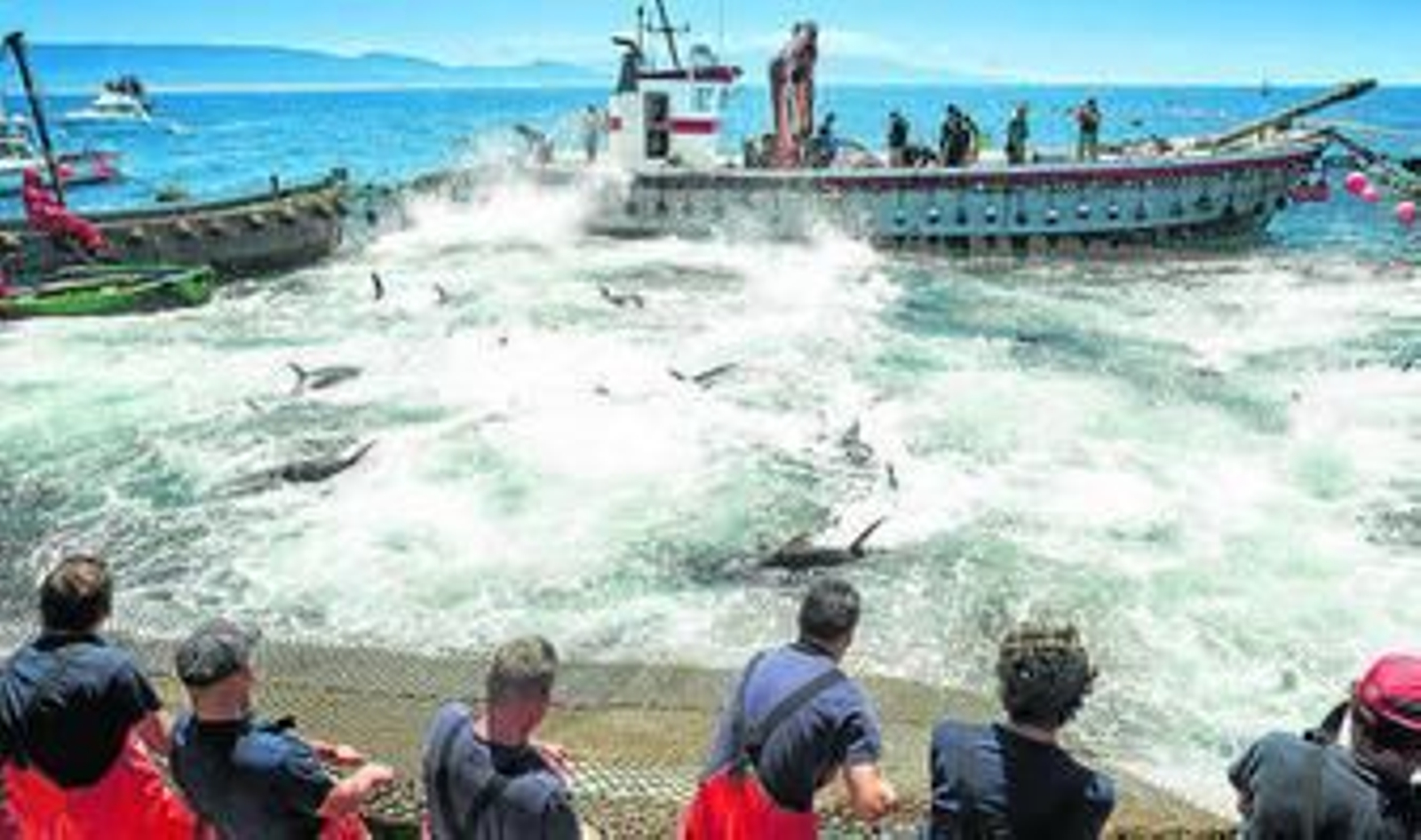 Una levantá de atunes en la almadraba de Barbate.