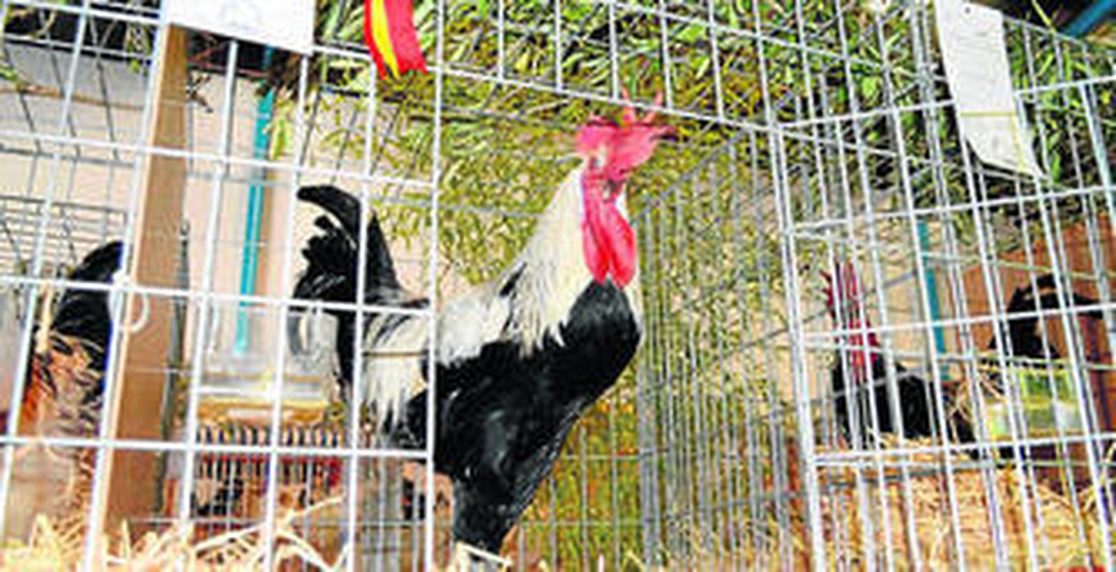 Uno de los ejemplares que en la edición anterior formaron parte de la exposición.