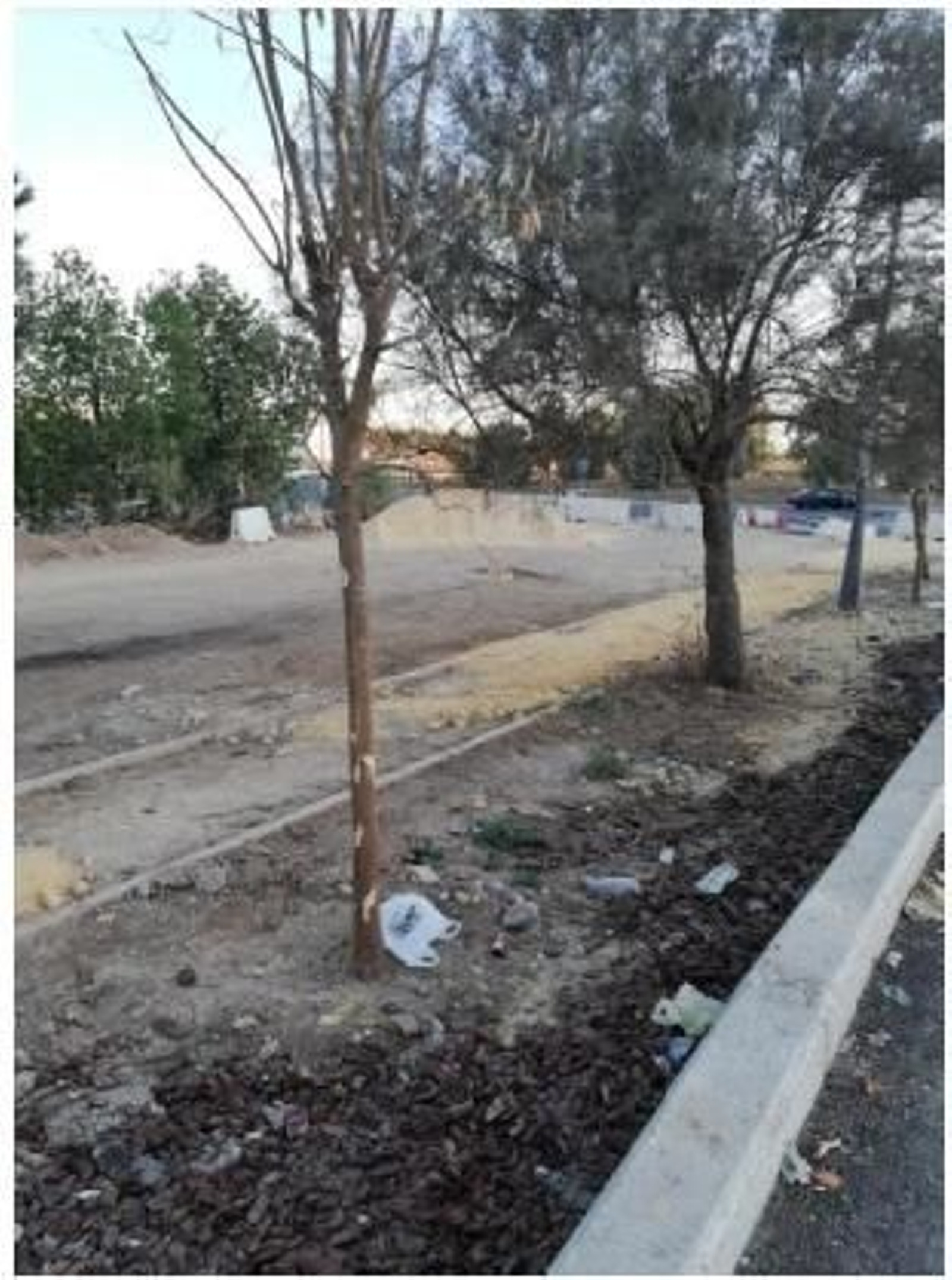 El carril ciclopeatonal preexistente ha sufrido graves  daños, al igual que la vegetación.