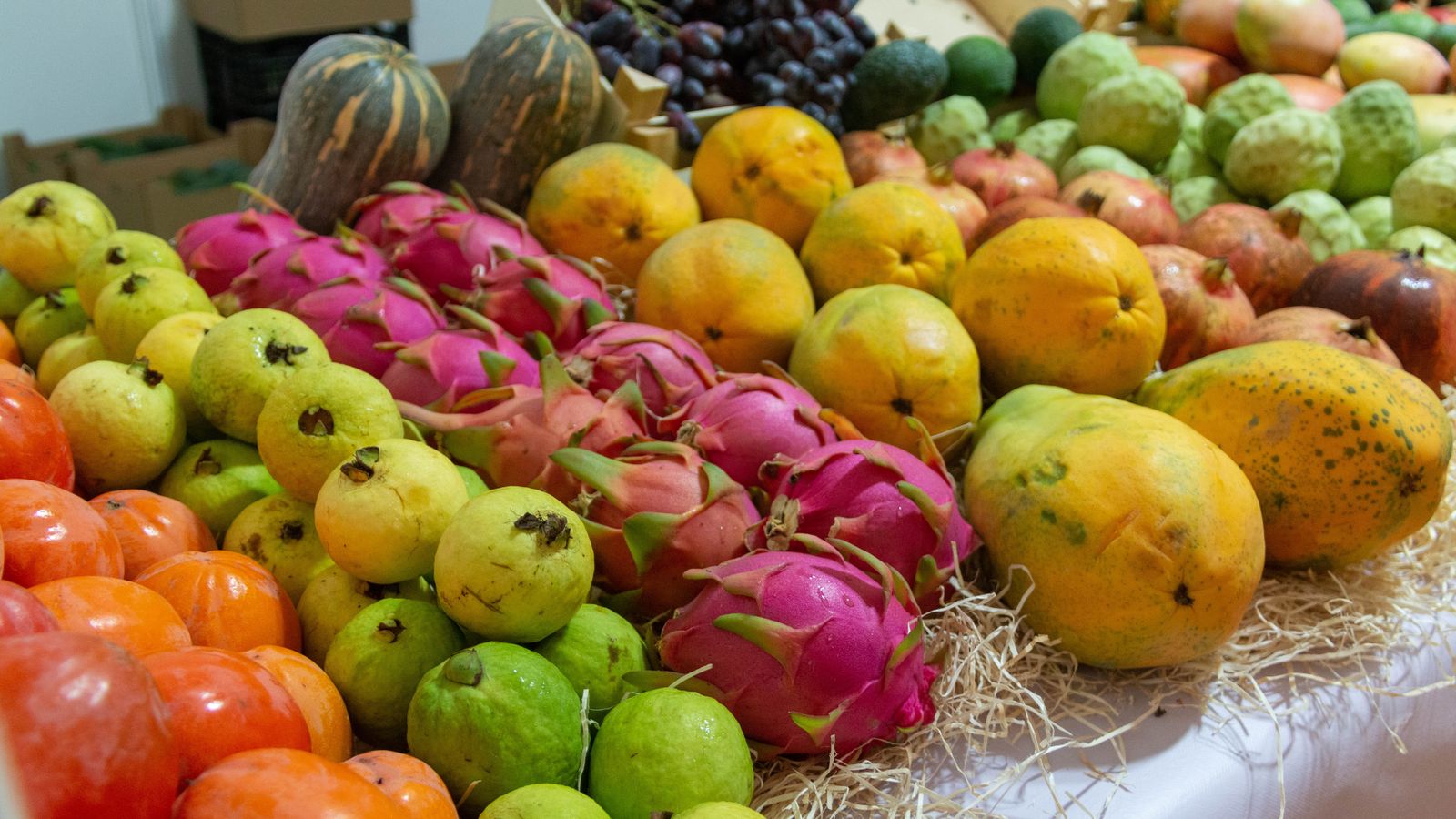 La Costa reune a productores, comercializadoras y expertos en la primer feria andaluza de subtropicales