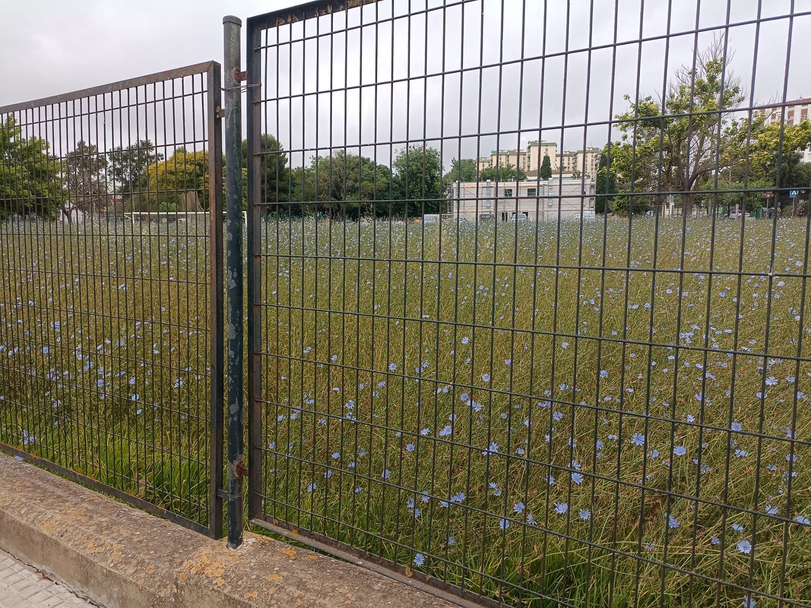 Imagen del estado del antiguo campo de fútbol.