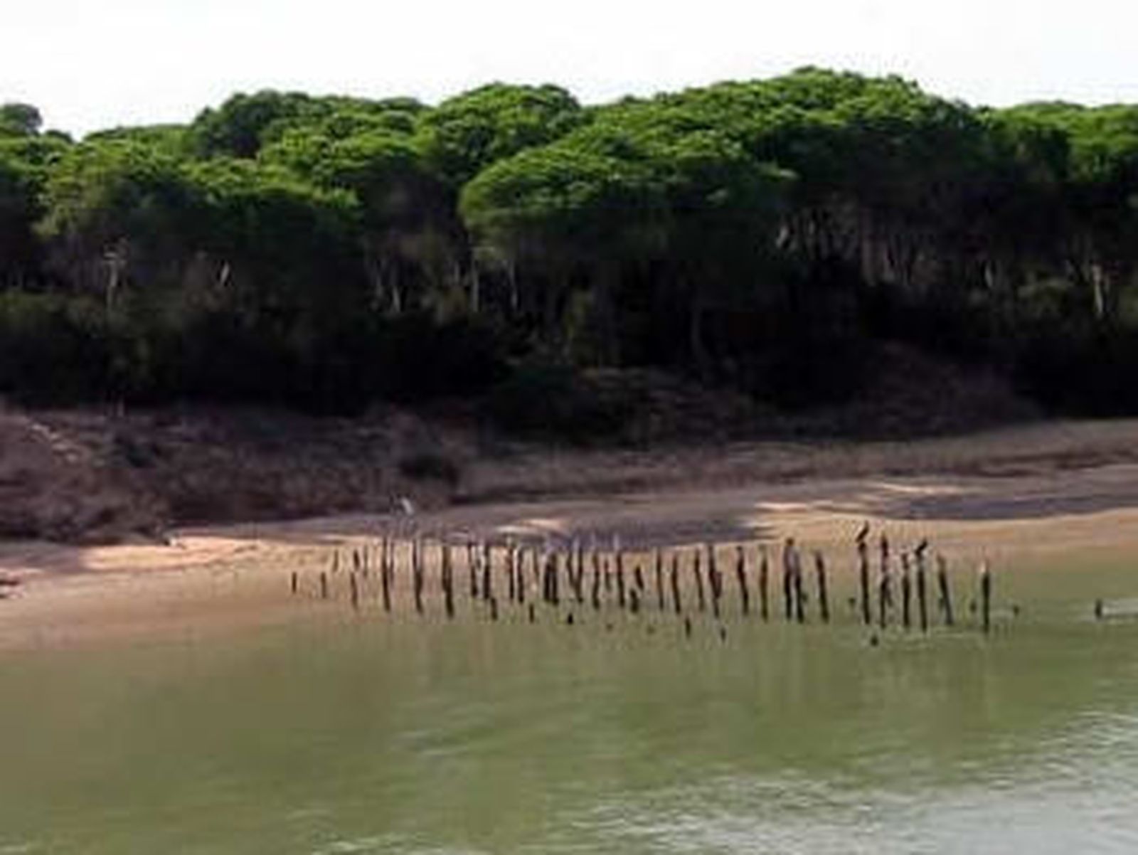 La Junta ultima el requerimiento al Ministerio de Medio Ambiente por el deslinde de Doñana