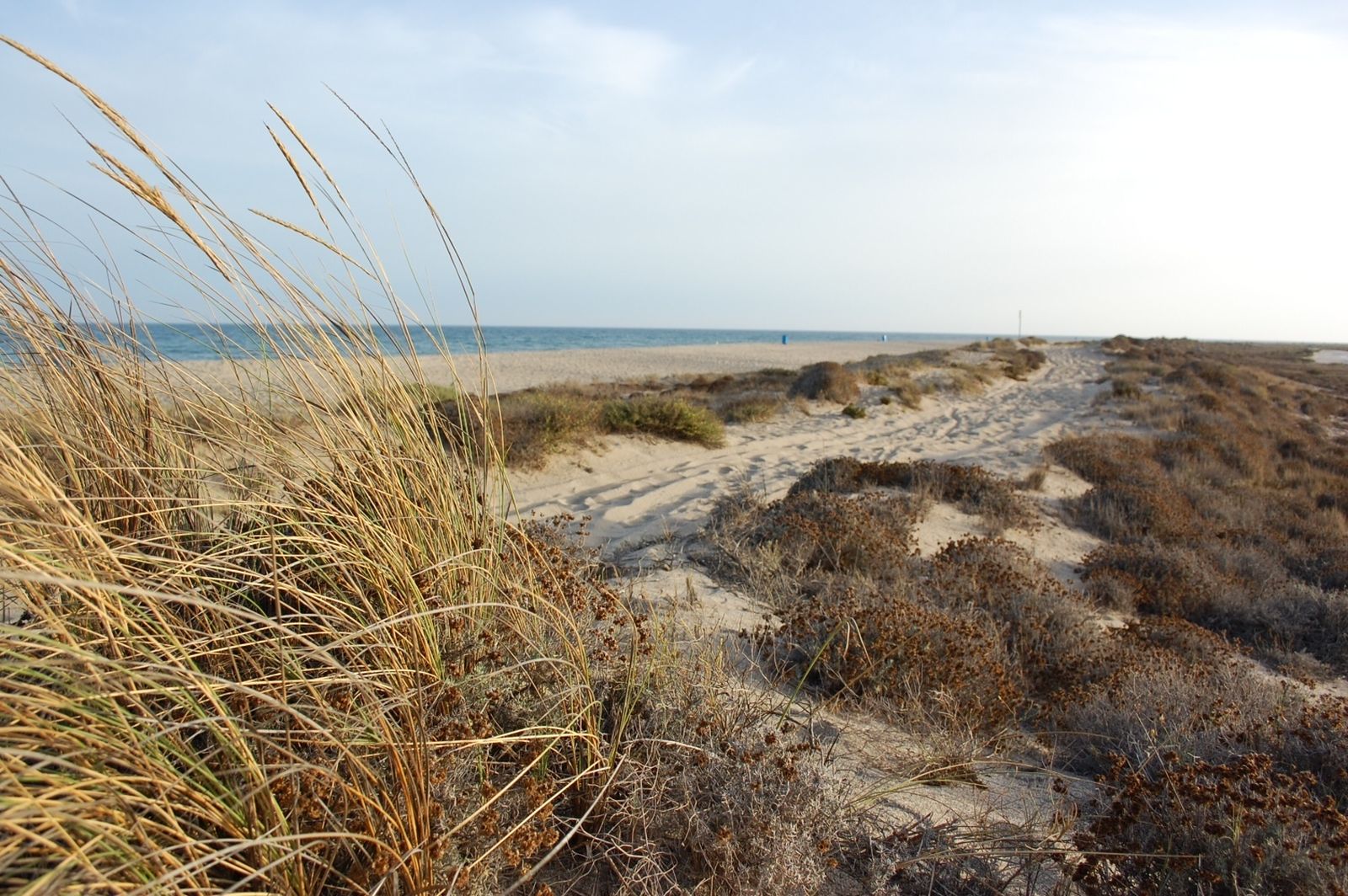 Naufragio del mercante Sea CarrierLa sima de Punta Entinas